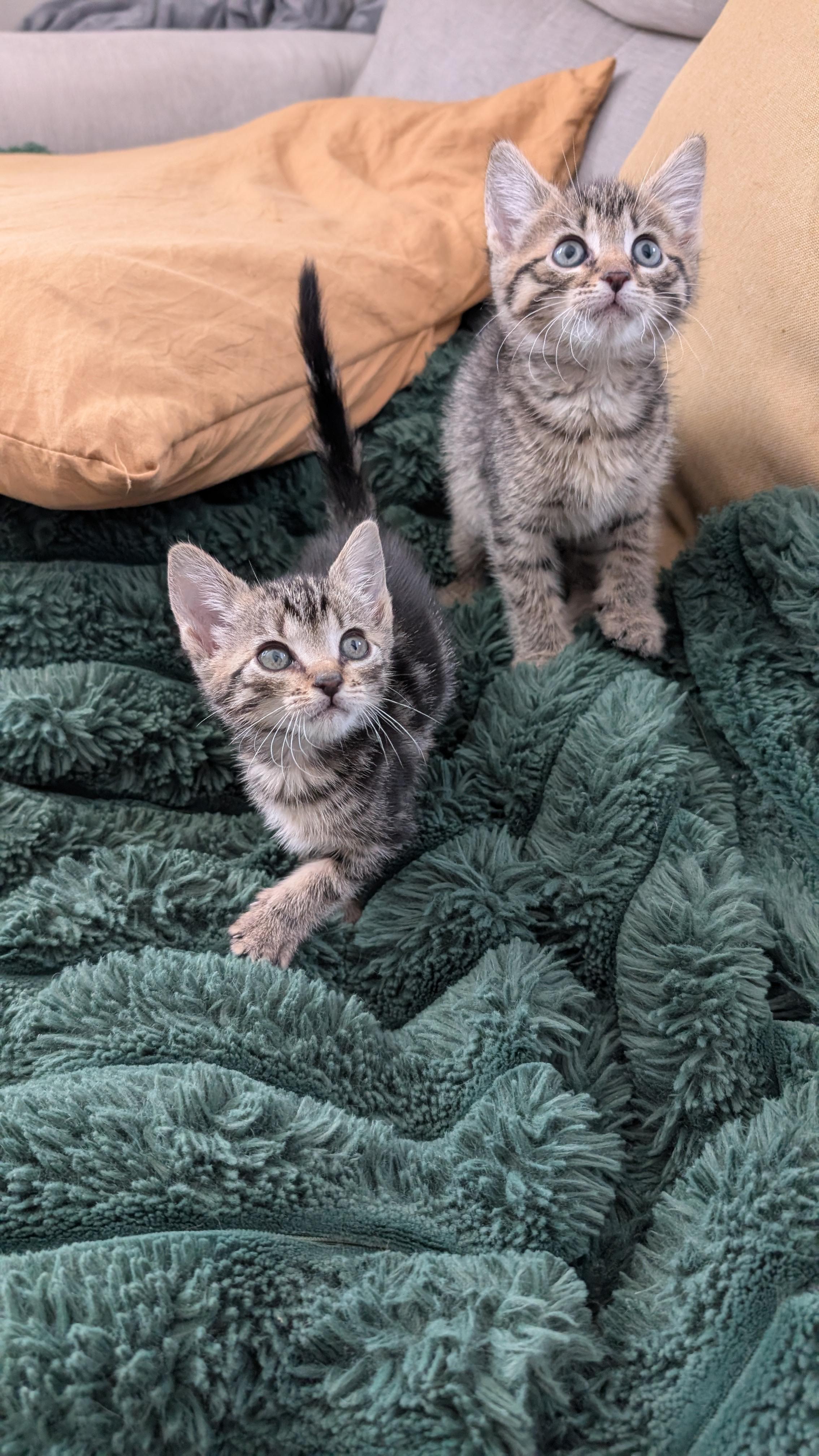 Enlarge Pip, a ADOPTABLE Domestic Short Hair in Haddon Heights, NJ image 2/3