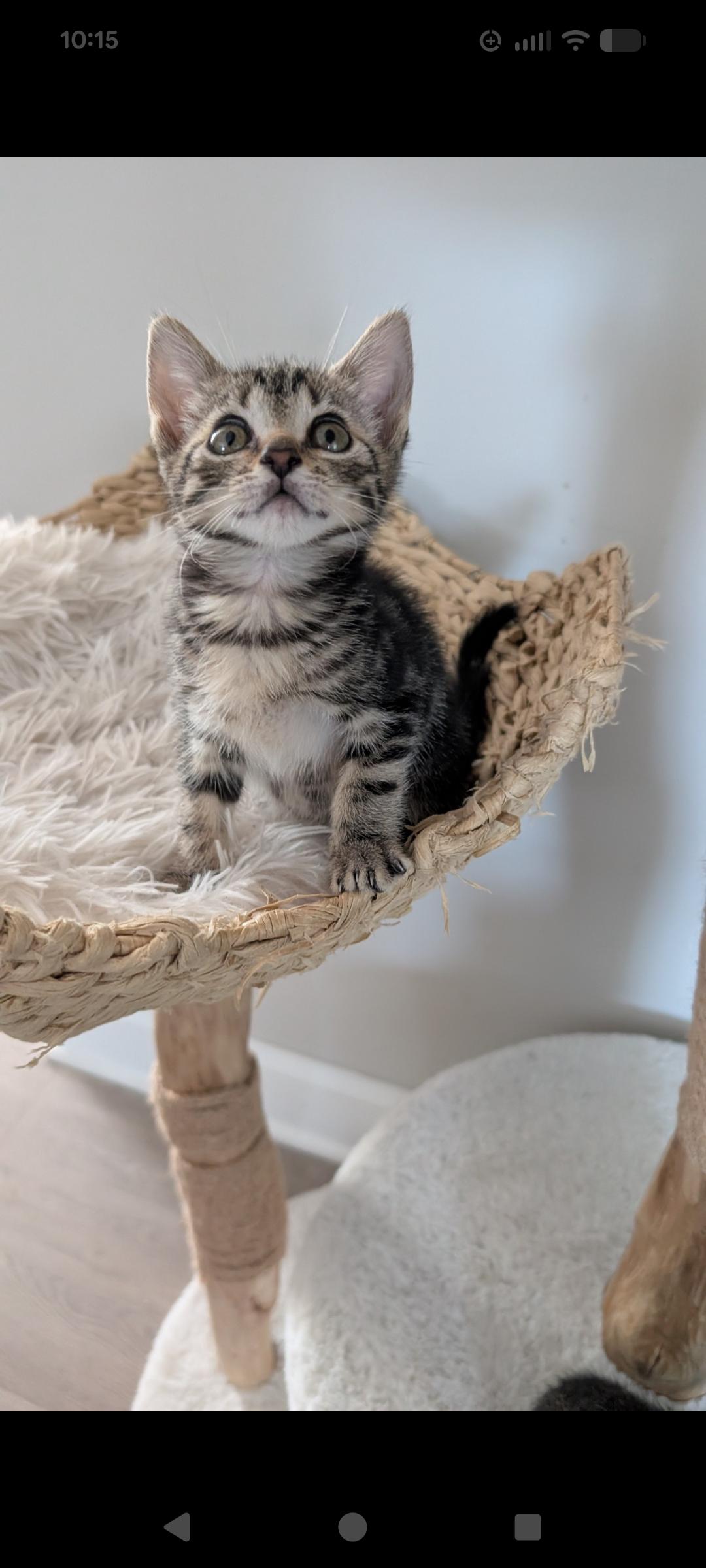 Enlarge Pip, a ADOPTABLE Domestic Short Hair in Haddon Heights, NJ image 3/3