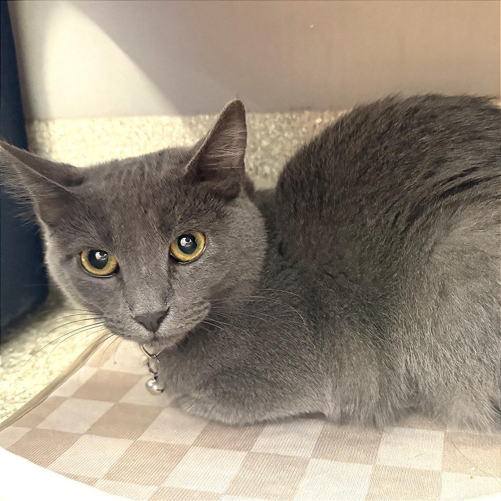 Enlarge Trekie, a Adoptable Domestic Short Hair in Saint Louis, MO image 1/1