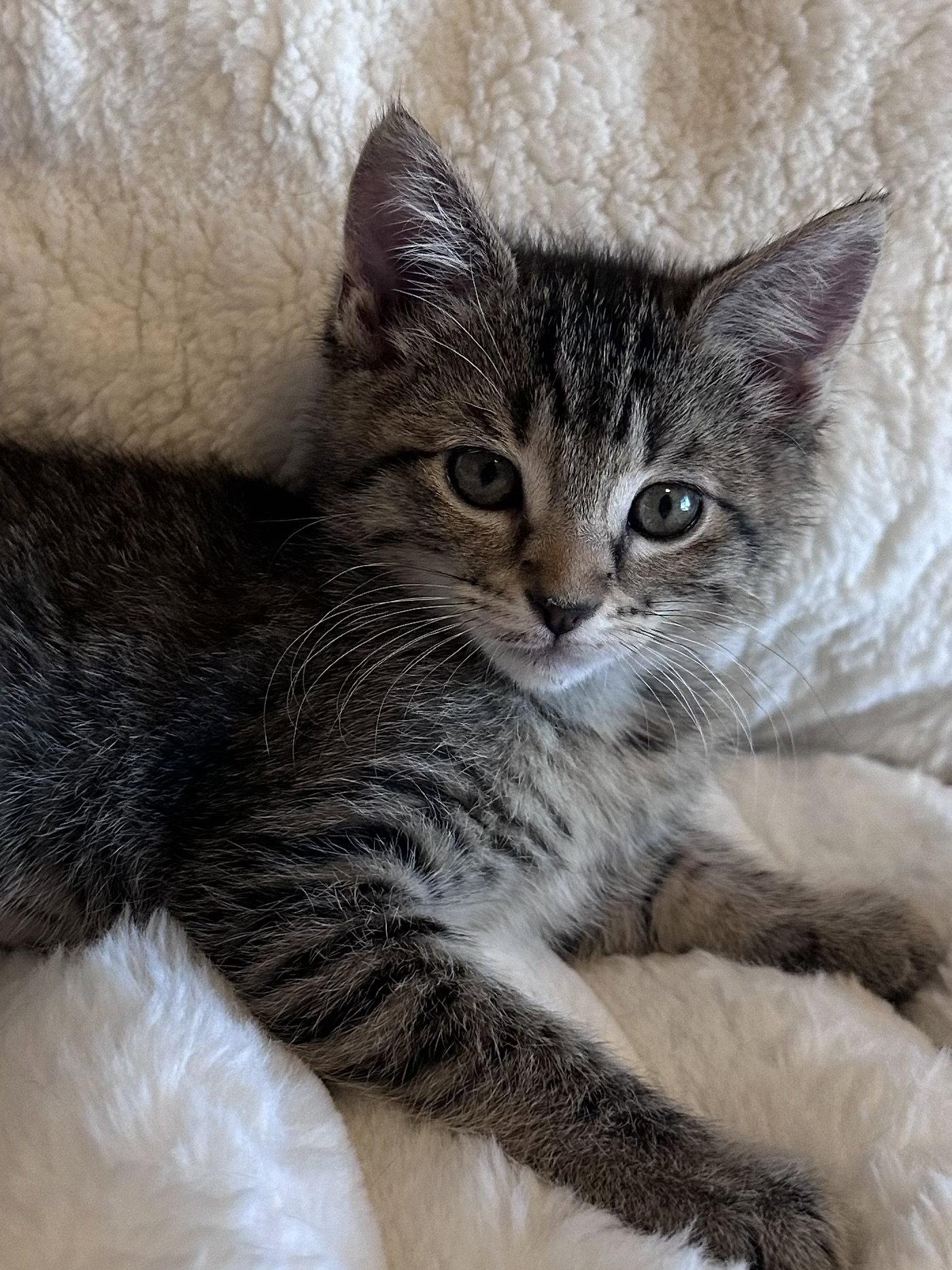 Lainey ( Monica), a Adopted Tabby in Vallejo, CA image 2/2