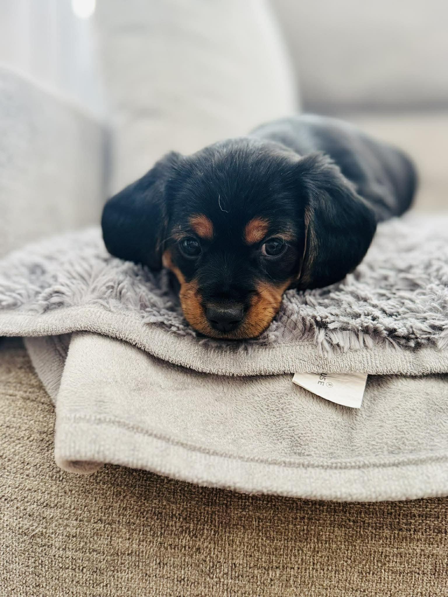 Jett, adopted, Puppy Male Cavalier King Charles Spaniel & Chiweenie.