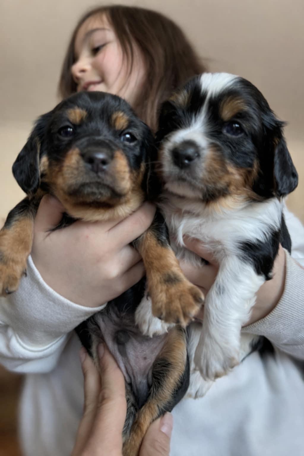 Enlarge Jett, an adopted mixed breed in Wurtsboro, NY image 6/6