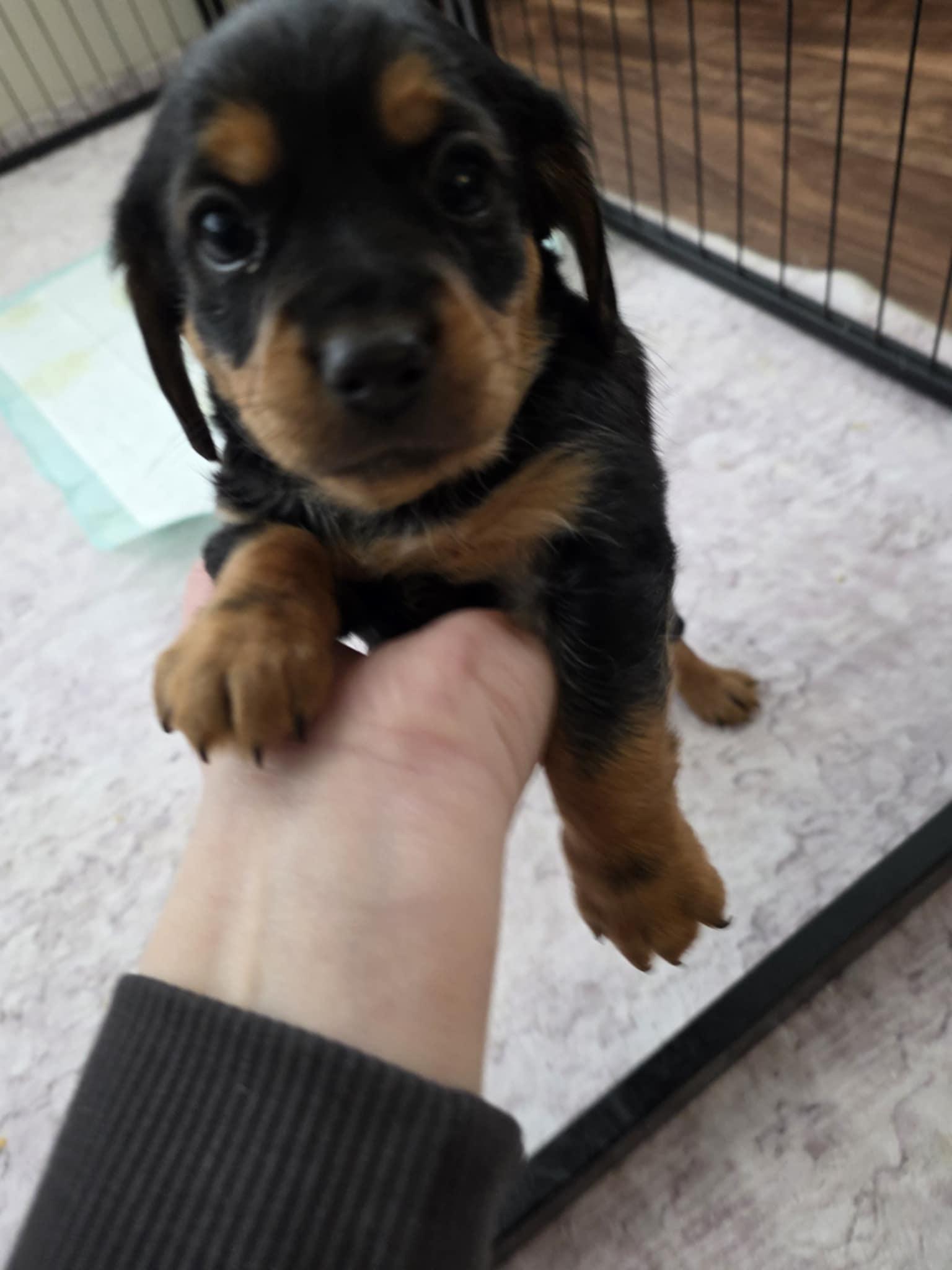 Enlarge Jett, an adopted mixed breed in Wurtsboro, NY image 2/6