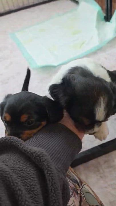 Enlarge Jett, an adopted mixed breed in Wurtsboro, NY video 3/6