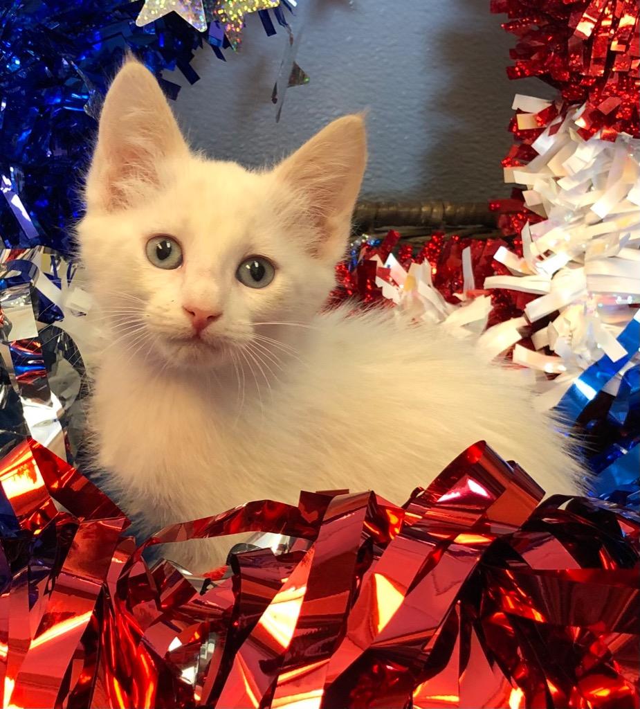 (MM)  4/25 - Panny, Adopted, Adult Male Domestic Short Hair.