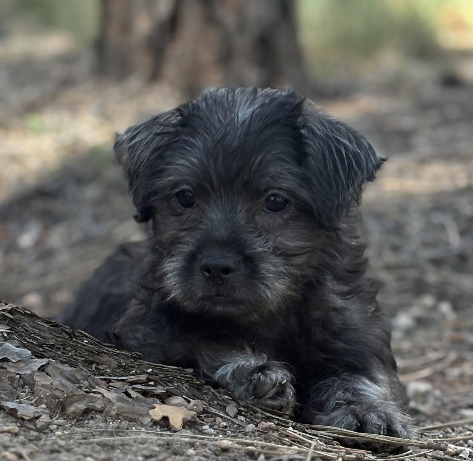 Enlarge Jasper, a Adoptable Terrier in Evergreen, CO image 2/3