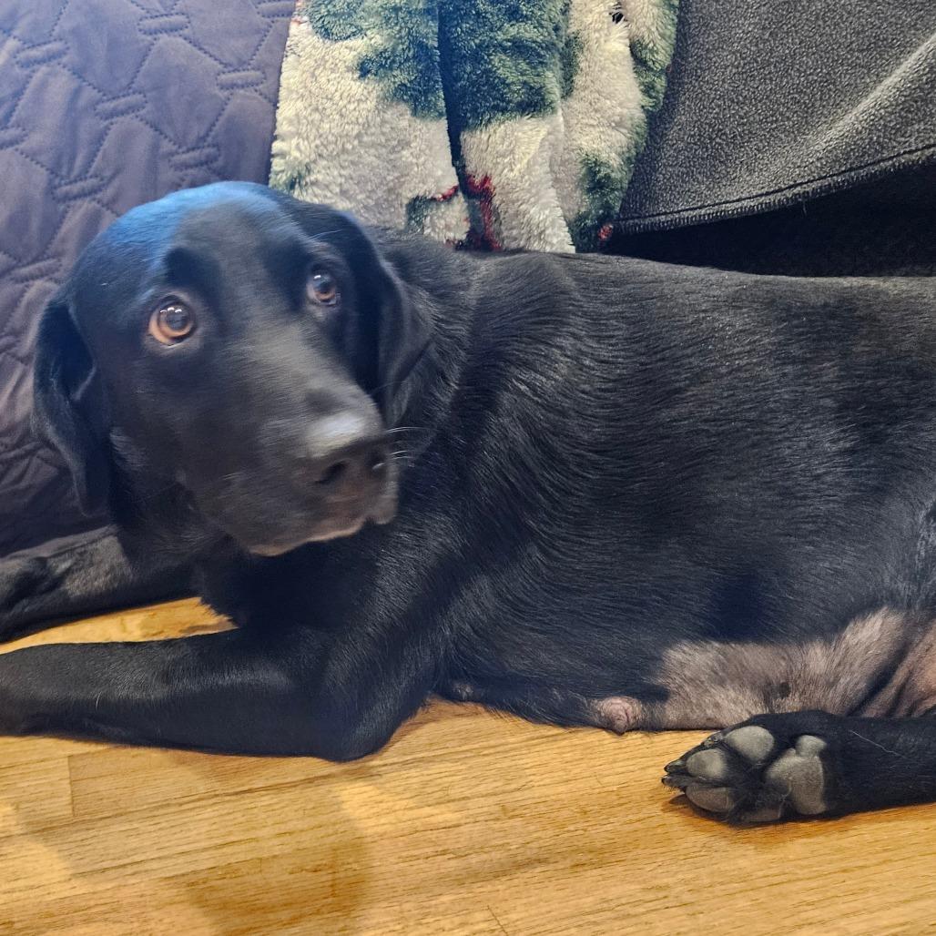 Lola, Adoptable, Adult Female Black Labrador Retriever.