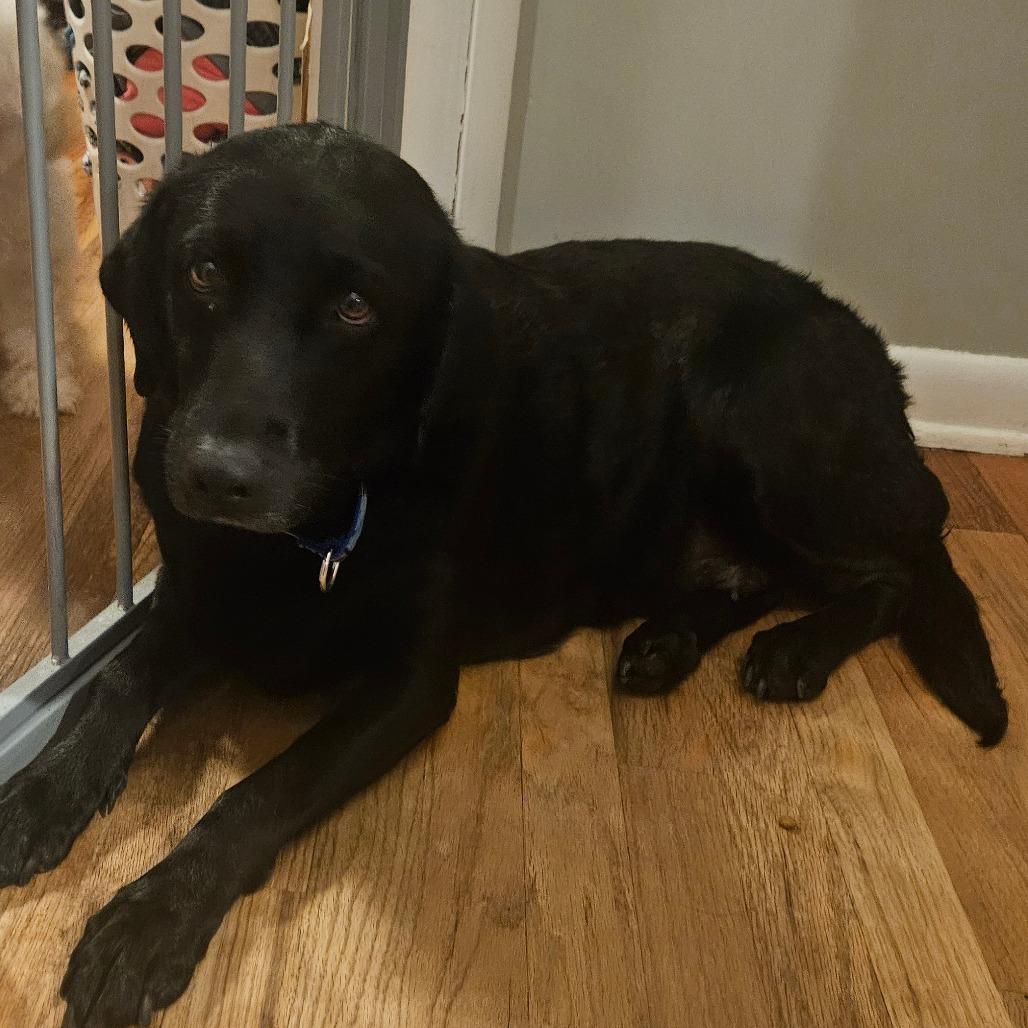 Enlarge Lola, a Adoptable Black Labrador Retriever in Sinking Spring, PA image 2/3