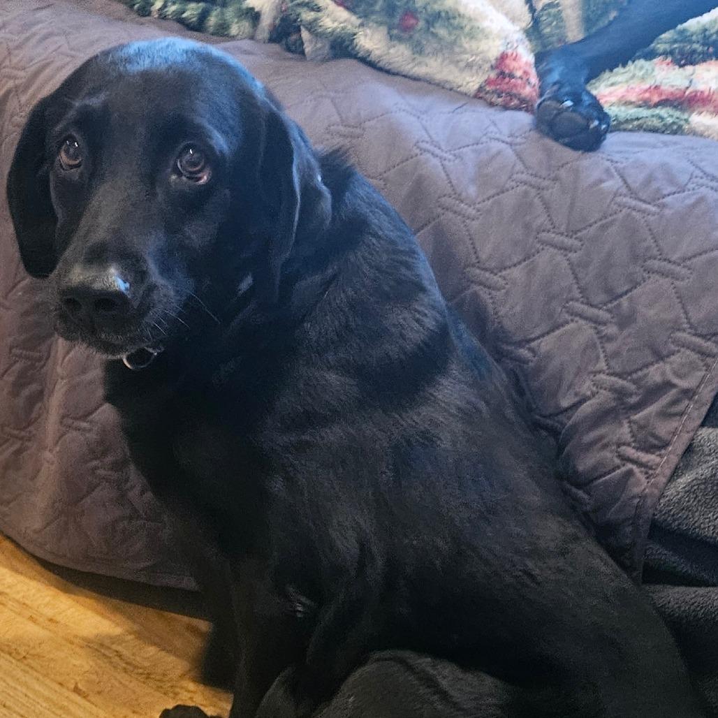 Enlarge Lola, a Adoptable Black Labrador Retriever in Sinking Spring, PA image 3/3