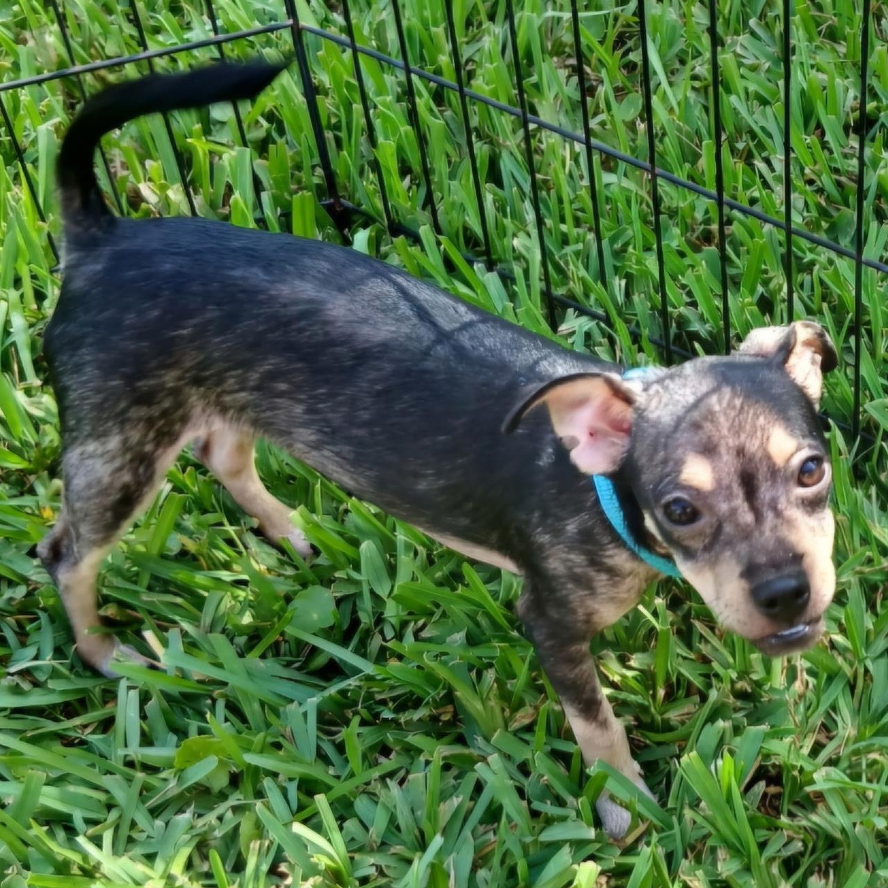 Enlarge Olive, a Adoptable mixed breed in Chippewa Falls, WI image 2/2