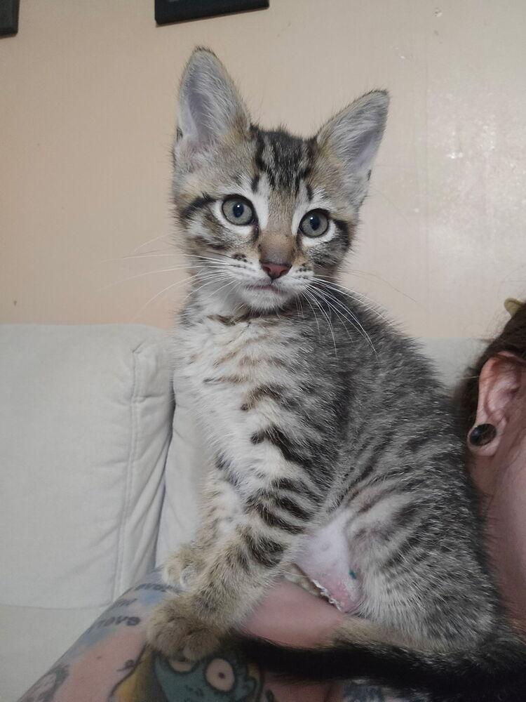 Buffy, a Adoptable Domestic Short Hair in Emporia, KS image 1/4