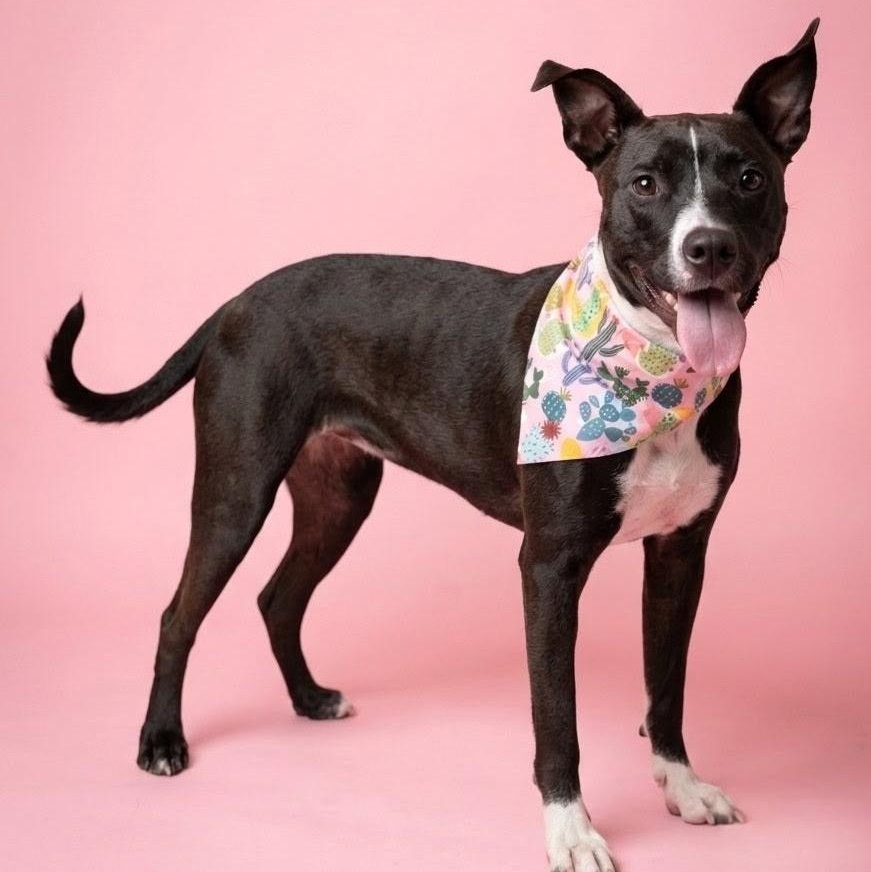 Enlarge Lulu - Small Girl, Big Personality, Big Heart, Cuddle Bug & Great with Dogs, a Adoptable mixed breed in East Syracuse, NY image 2/5