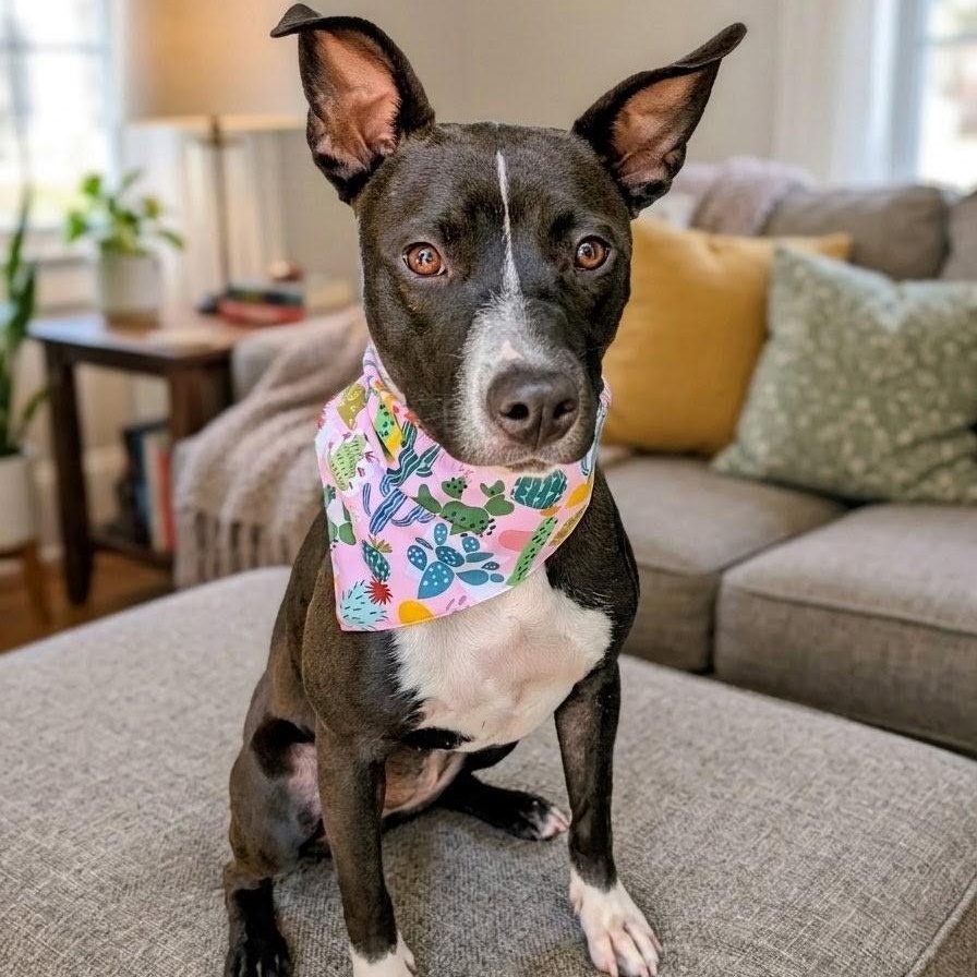 Enlarge Lulu - Small Girl, Big Personality, Big Heart, Cuddle Bug & Great with Dogs, a Adoptable mixed breed in East Syracuse, NY image 5/5
