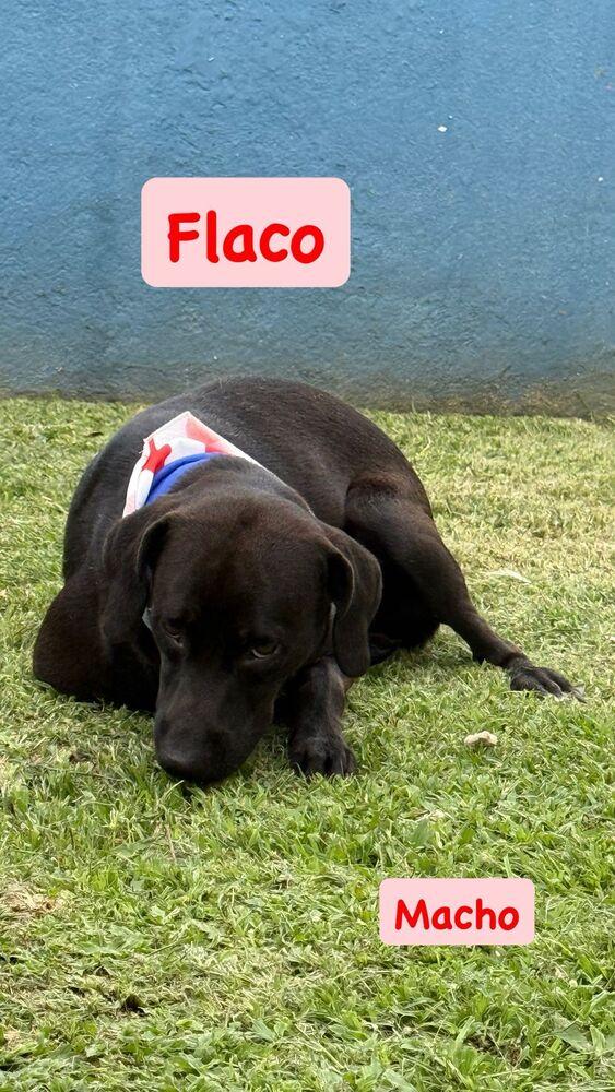Flaco, Adoptable, Adult Male Mixed Breed & Labrador Retriever.