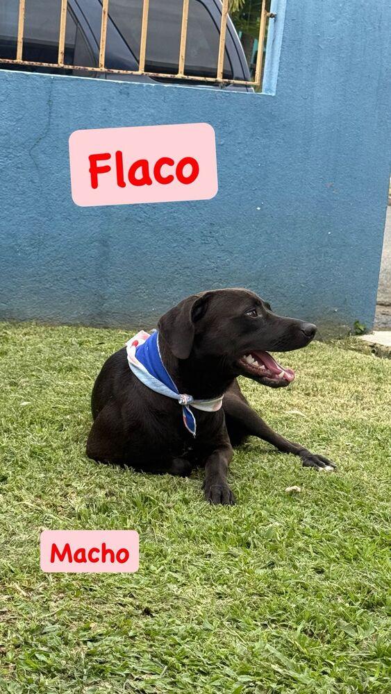 Flaco, a Adoptable mixed breed in Naranjito, PR image 2/2