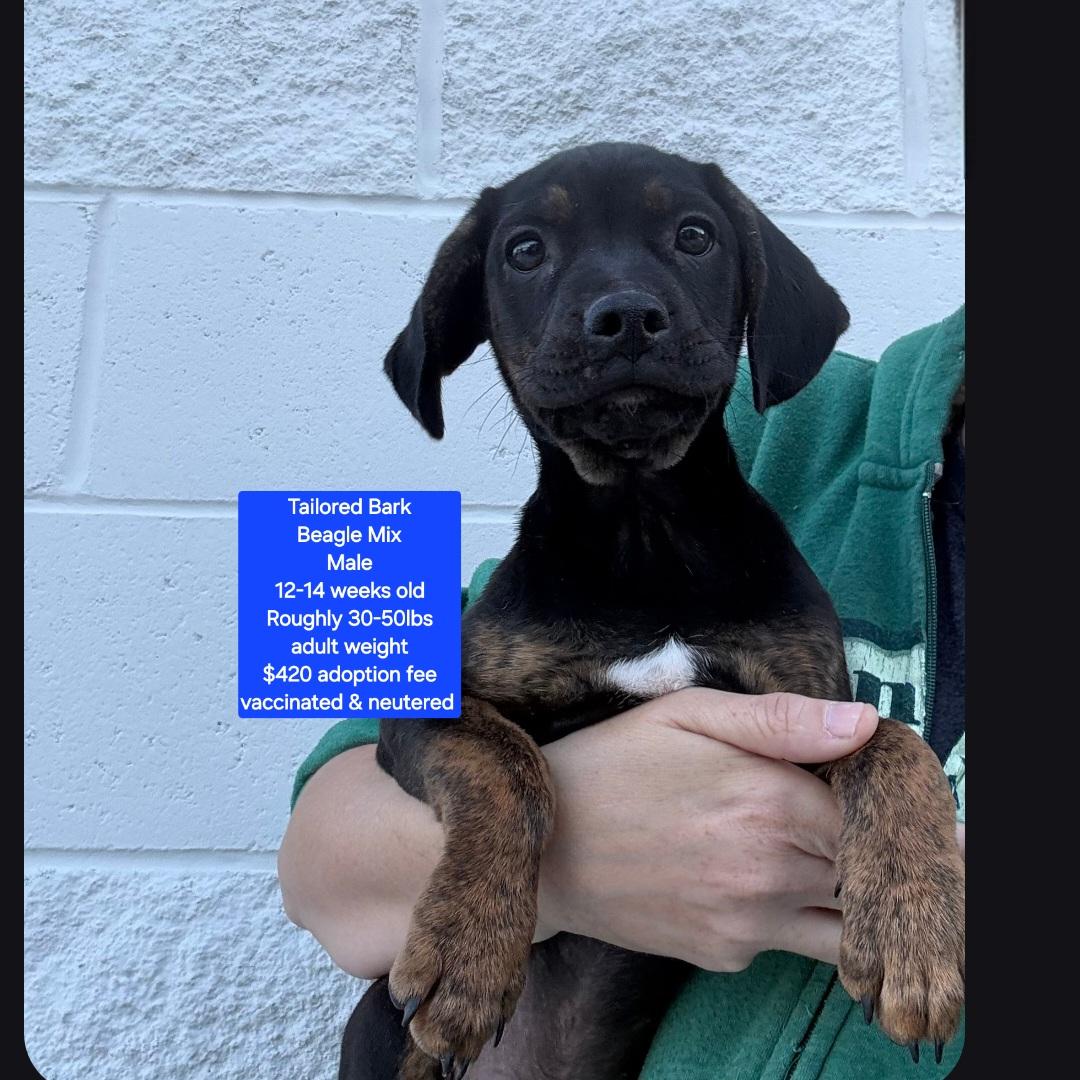 Enlarge Tailored Bark, a ADOPTABLE mixed breed in Oviedo, FL image 1/1