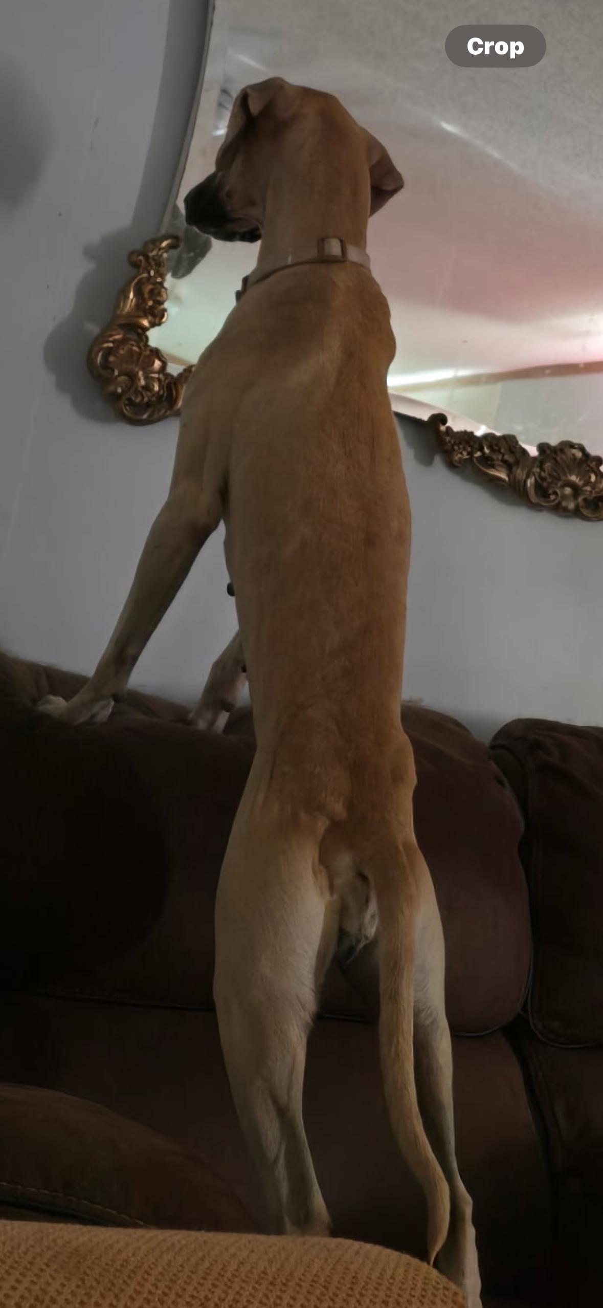 Enlarge DELILAH  (Survivor, Sweet, Most Loving Girl, Loves Other Dogs), a Adoptable mixed breed in Cambridge, MA image 5/6