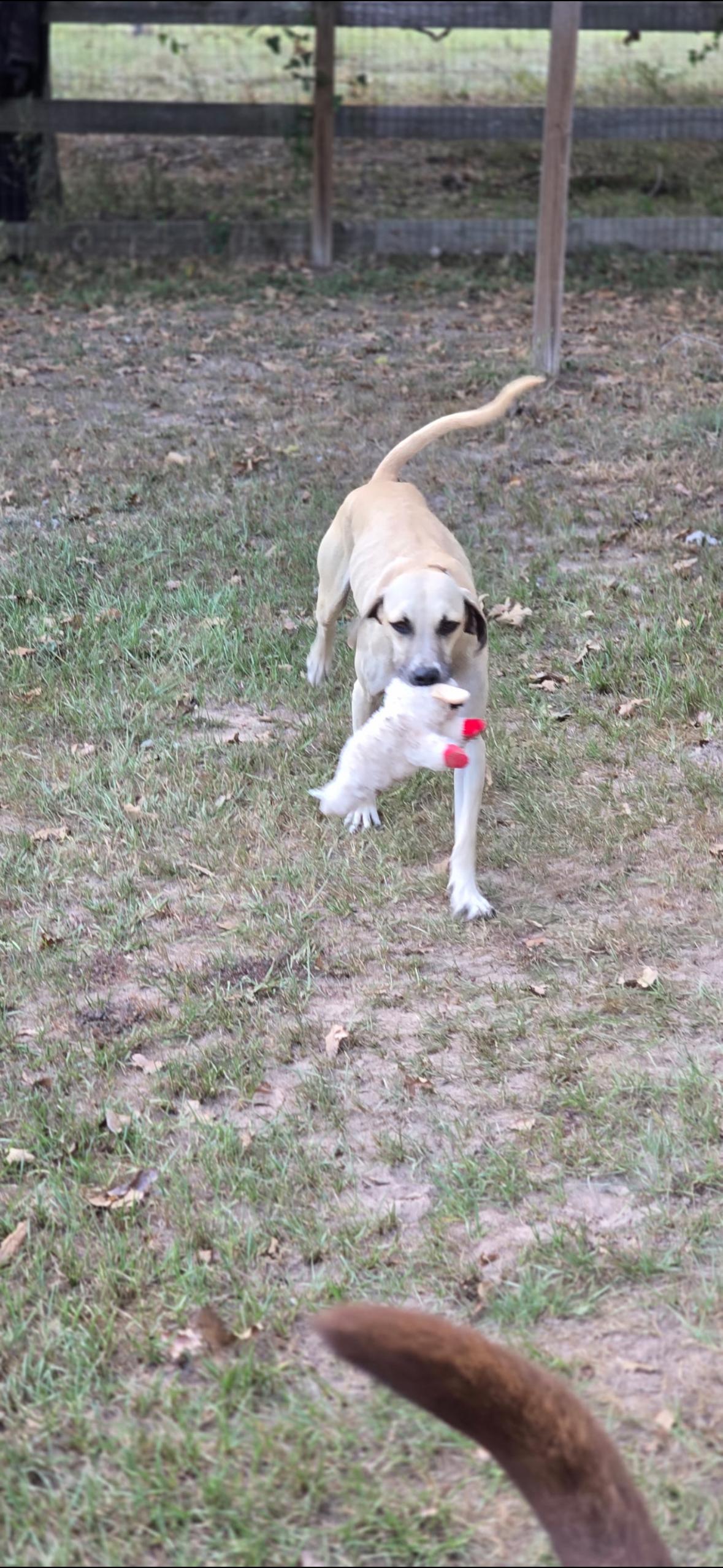 Enlarge DELILAH  (Survivor, Sweet, Most Loving Girl, Loves Other Dogs), a Adoptable mixed breed in Cambridge, MA image 3/6