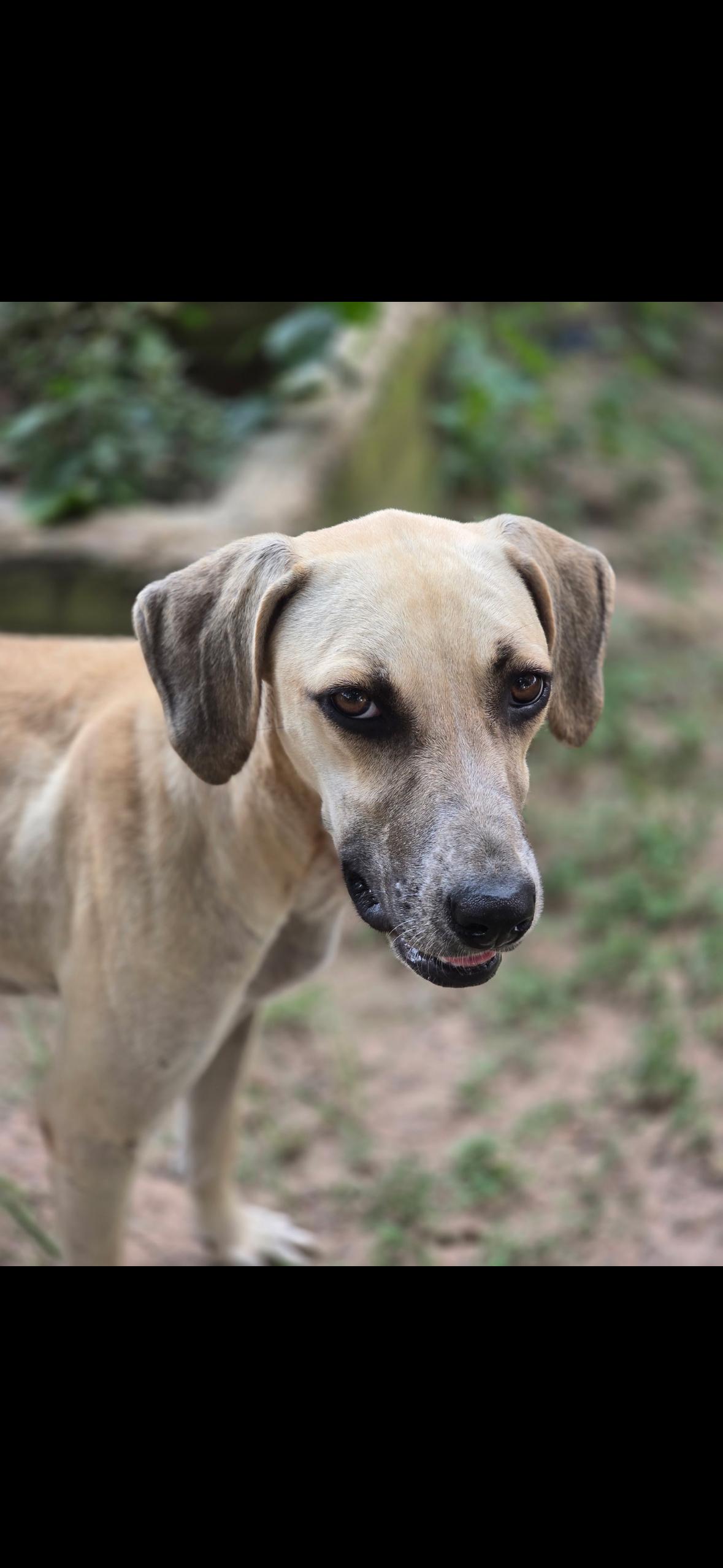 Enlarge DELILAH  (Survivor, Sweet, Most Loving Girl, Loves Other Dogs), a Adoptable mixed breed in Cambridge, MA image 1/6