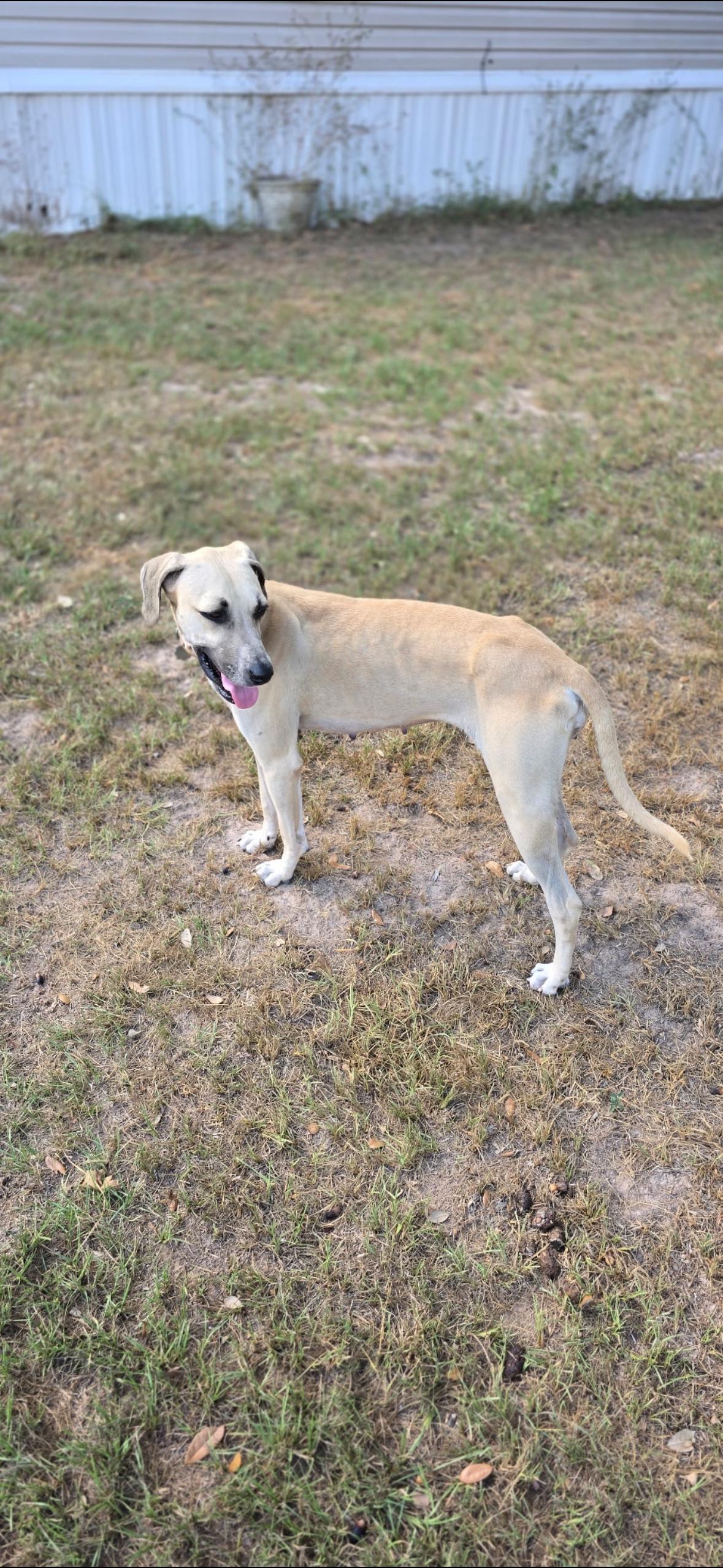 Enlarge DELILAH  (Survivor, Sweet, Most Loving Girl, Loves Other Dogs), a Adoptable mixed breed in Cambridge, MA image 2/6