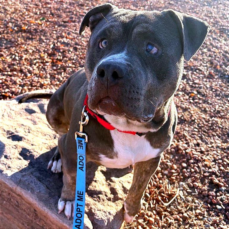 Wiley, Adoptable, Adult Male Pit Bull Terrier & Mixed Breed.