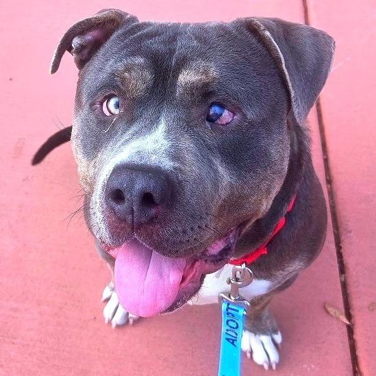 Enlarge Wiley, a Adoptable mixed breed in Albuquerque, NM image 2/6