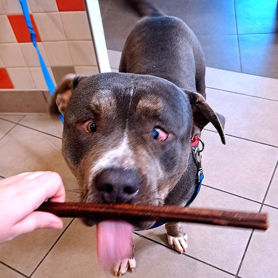 Enlarge Wiley, a Adoptable mixed breed in Albuquerque, NM image 3/6