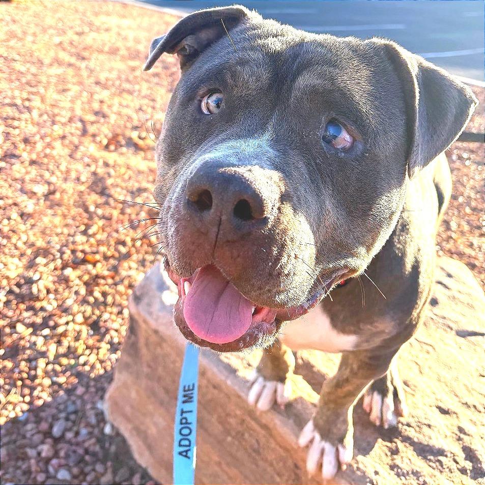 Enlarge Wiley, a Adoptable mixed breed in Albuquerque, NM image 5/6