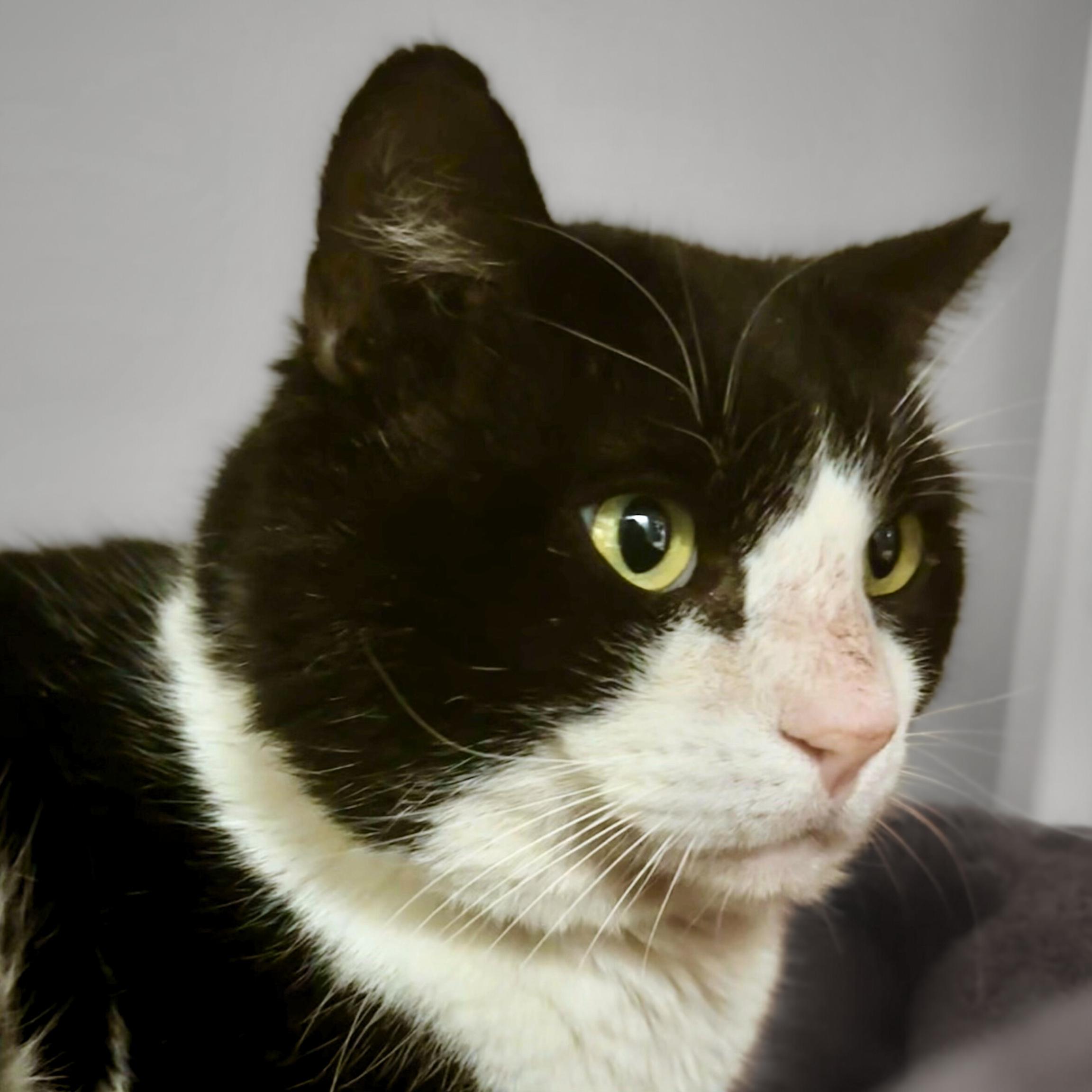 Enlarge Sylvester, a Adoptable mixed breed in Santa Fe, NM image 2/5