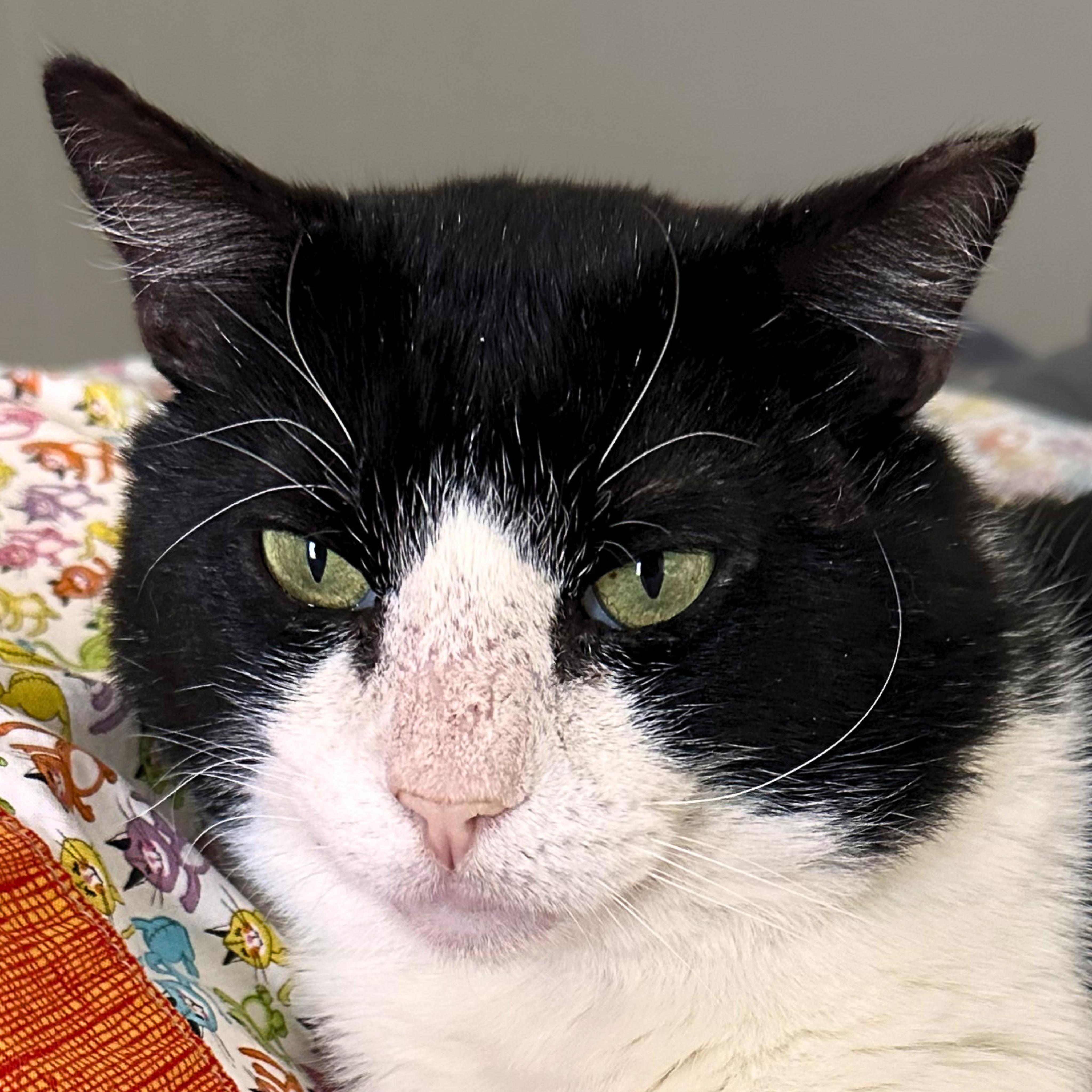 Sylvester, Adoptable, Adult Male Domestic Short Hair.