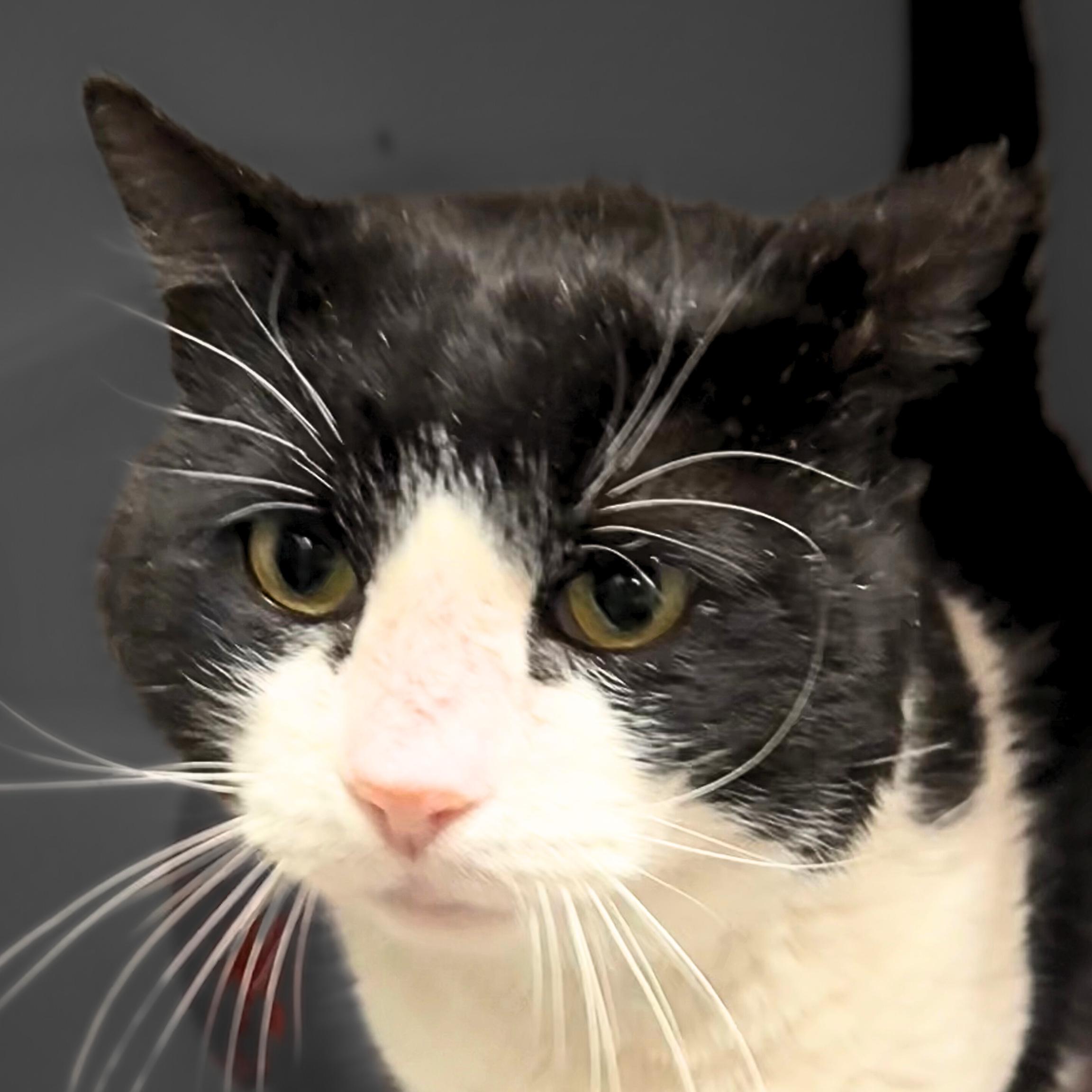 Enlarge Sylvester, a Adoptable mixed breed in Santa Fe, NM image 3/5
