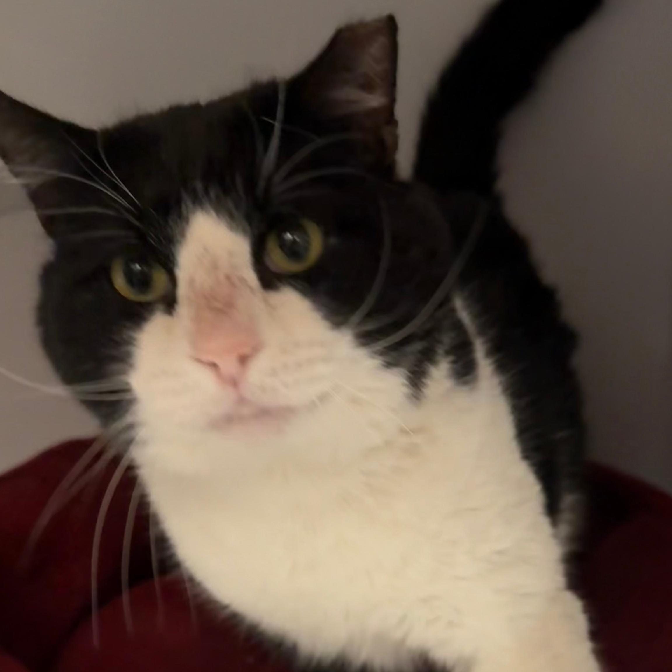 Enlarge Sylvester, a Adoptable mixed breed in Santa Fe, NM image 4/5