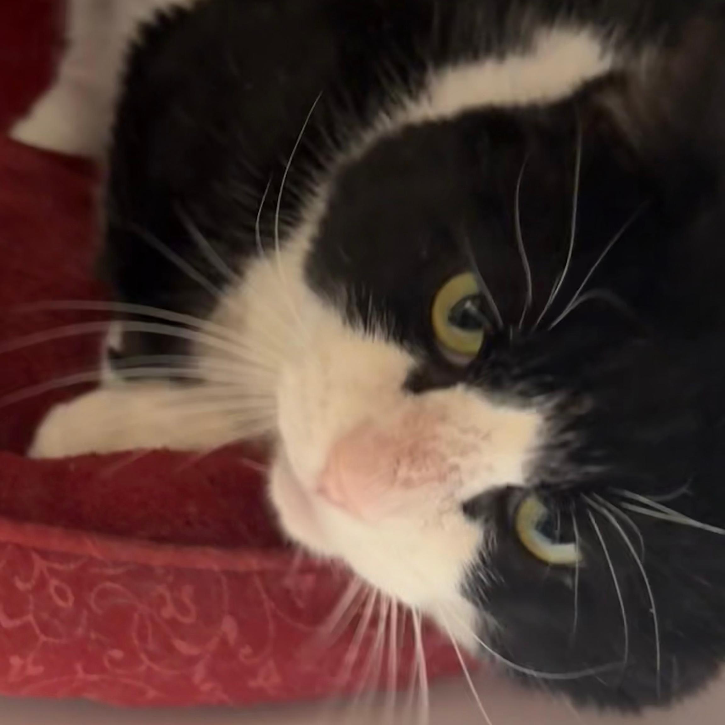 Enlarge Sylvester, a Adoptable mixed breed in Santa Fe, NM image 5/5