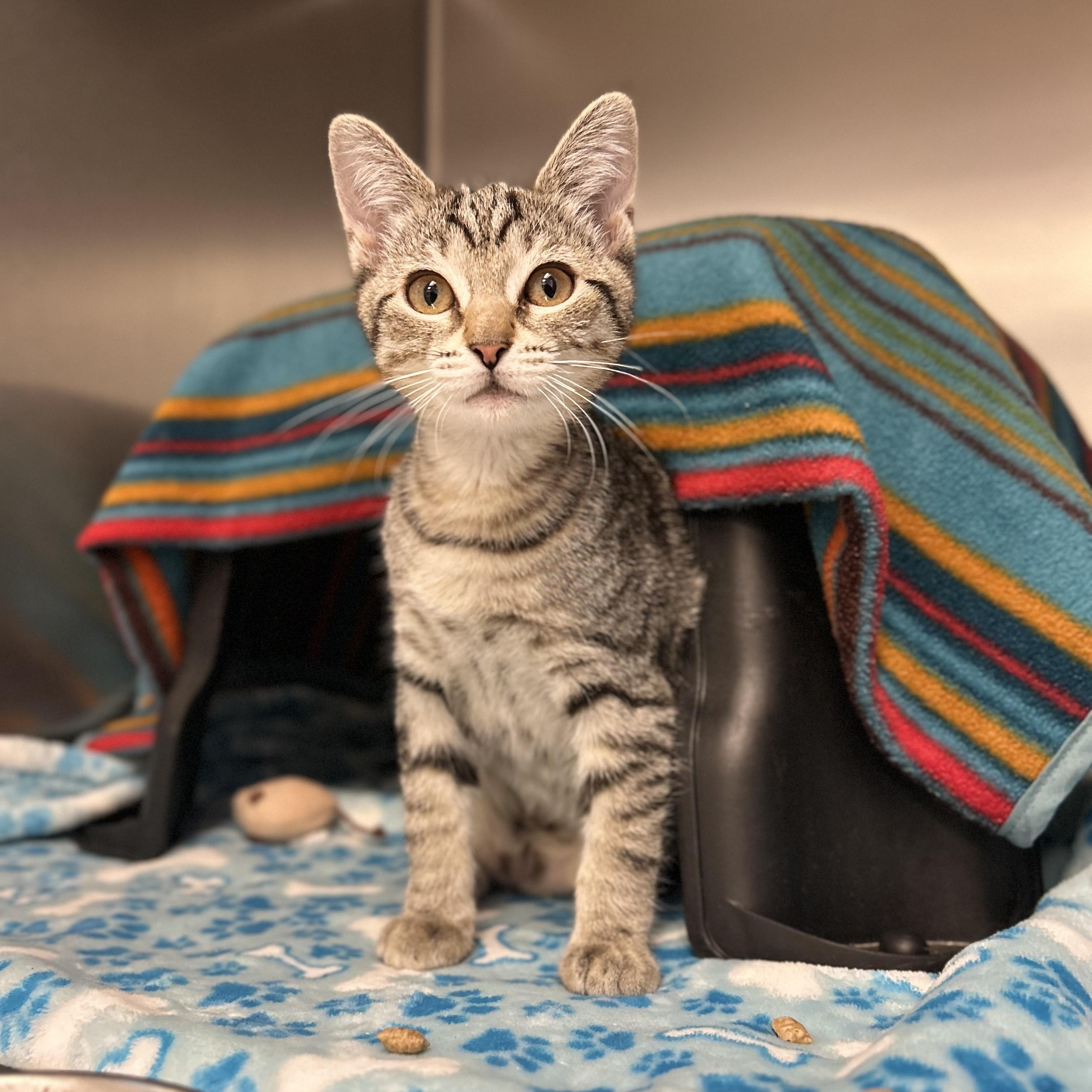 Rain, ADOPTABLE, Kitten Female Domestic Short Hair.