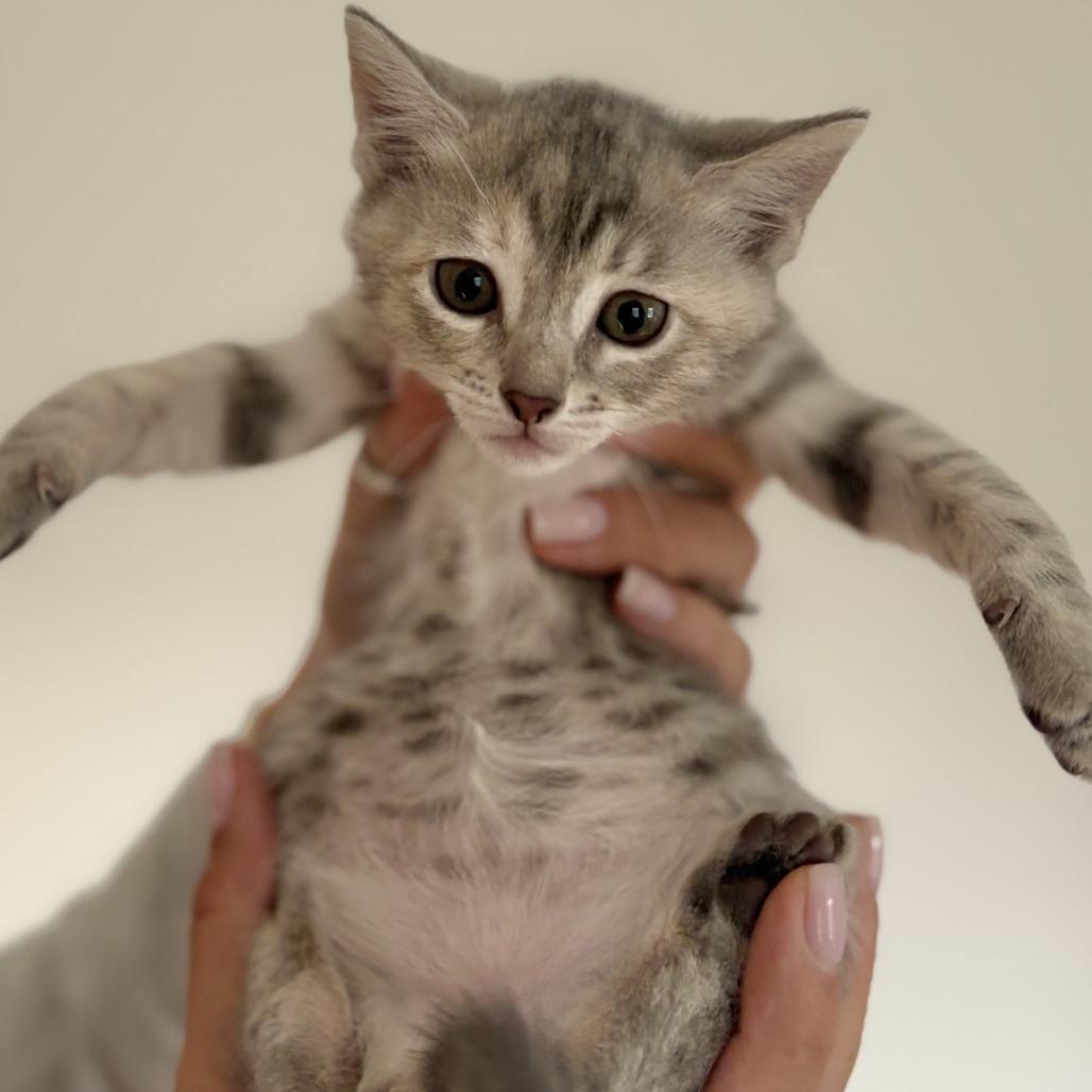 Rain, a ADOPTABLE Domestic Short Hair in Nantucket, MA image 2/2