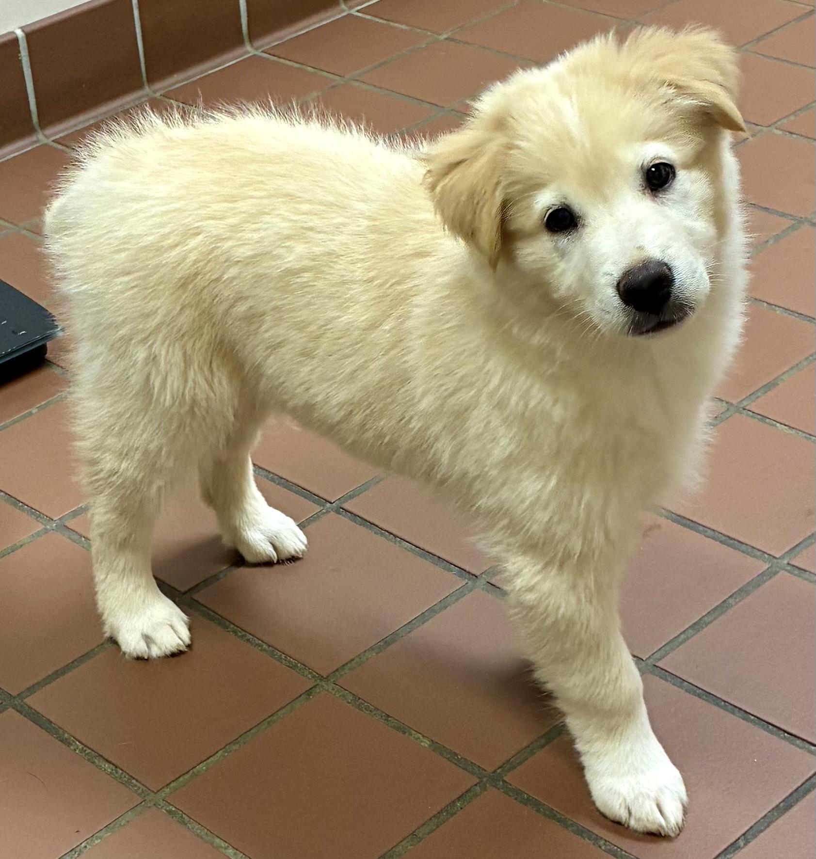 Kodiak, a Adopted mixed breed in Jasper, GA image 3/6