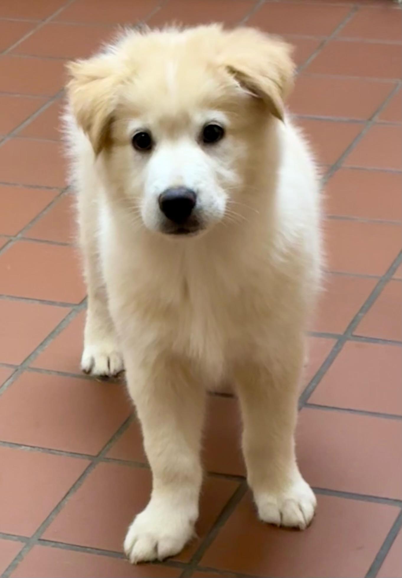 Kodiak, a Adopted mixed breed in Jasper, GA image 4/6