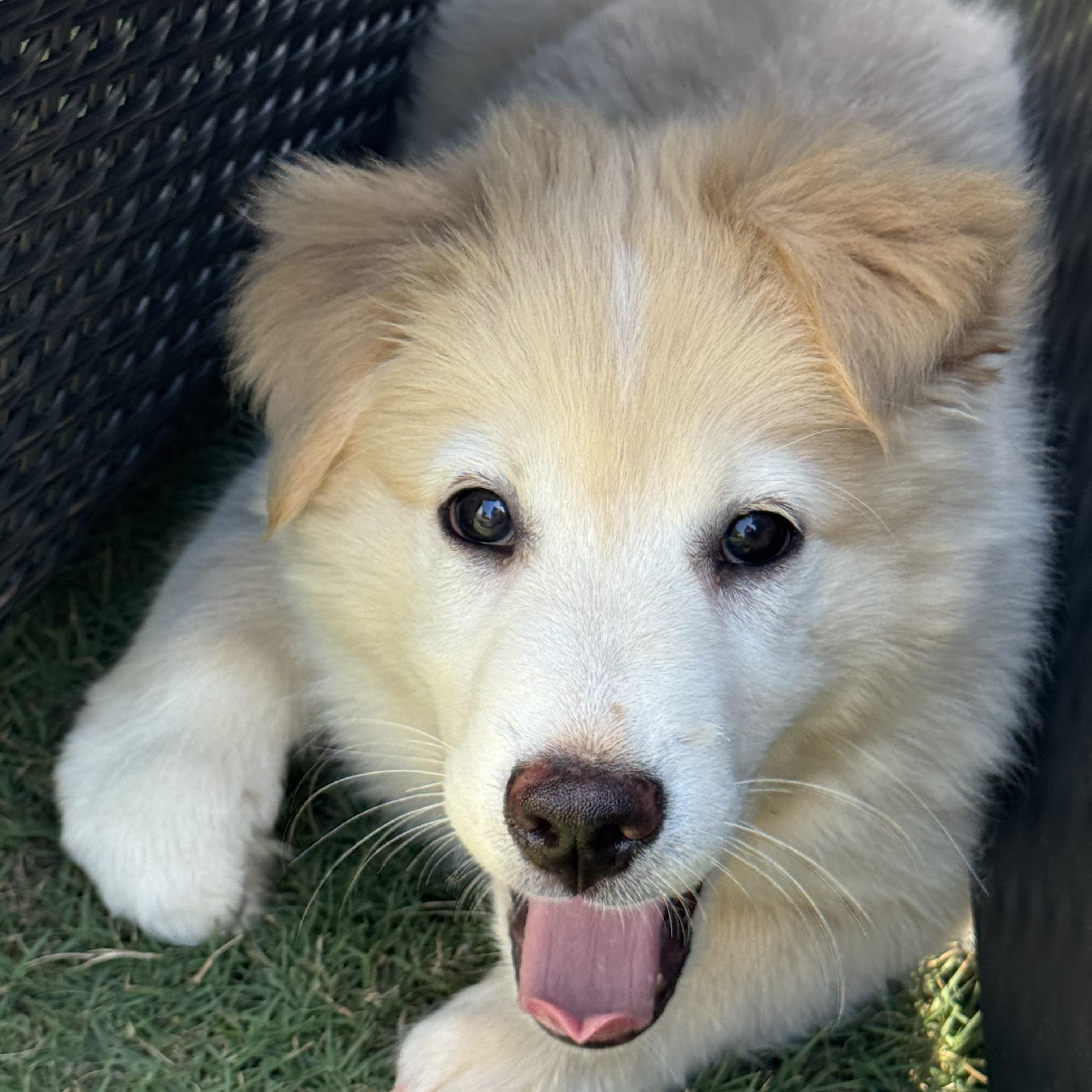 Kodiak, Adopted, Puppy Male Siberian Husky.