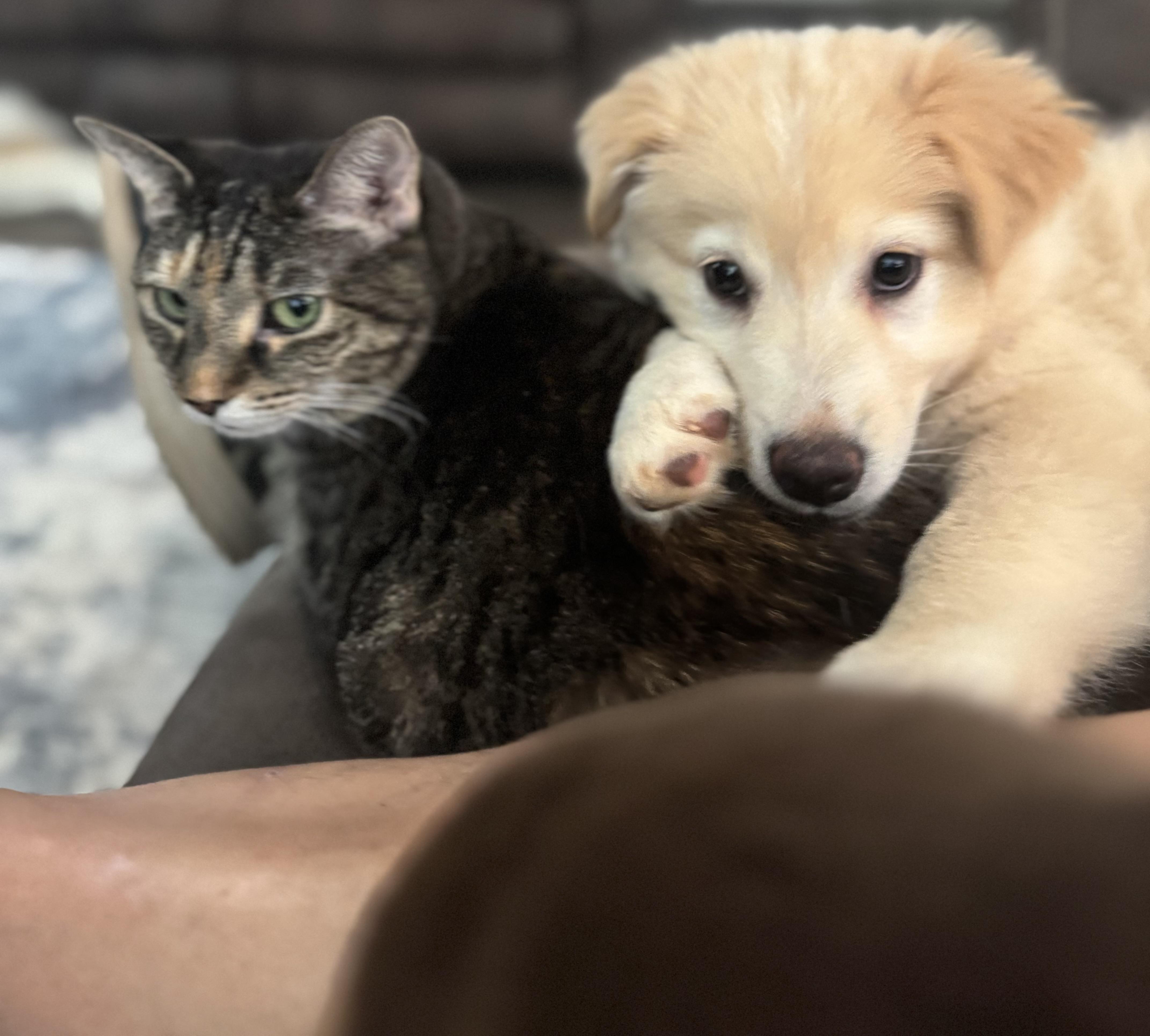 Kodiak, a Adopted mixed breed in Jasper, GA image 2/6