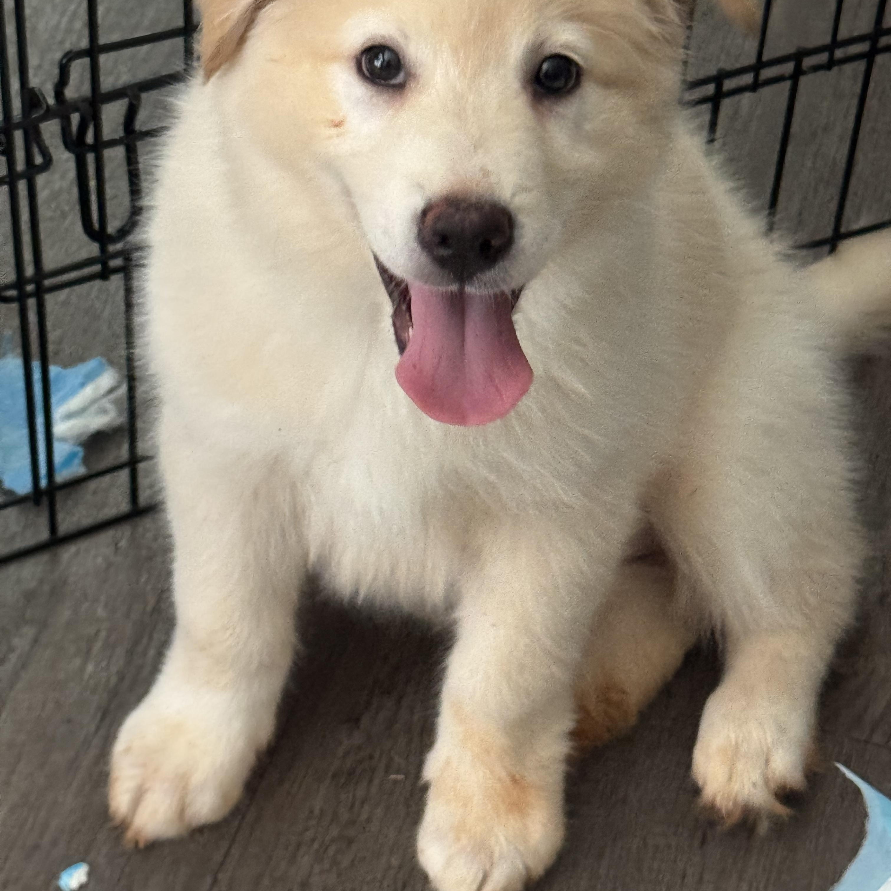 Kodiak, a Adopted mixed breed in Jasper, GA image 6/6