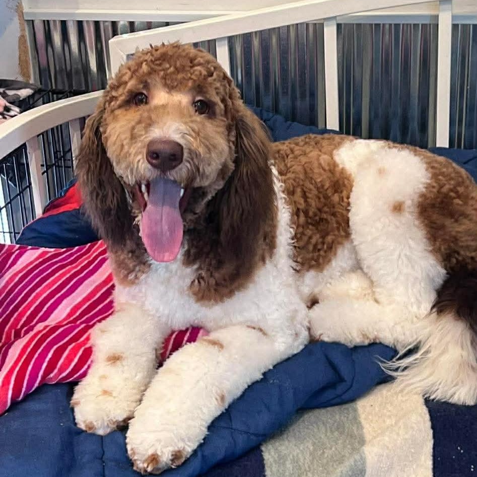 Enlarge Benito , an adoptable Goldendoodle in Saginaw, MI image 1/2