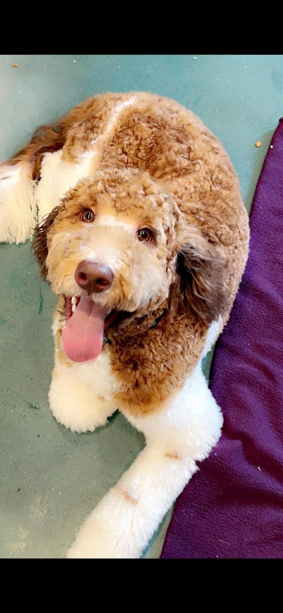 Enlarge Benito , an adoptable Goldendoodle in Saginaw, MI image 2/2