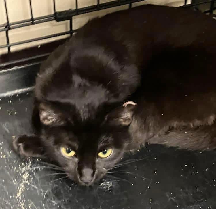 LUCY, Adoptable, Young Female Domestic Short Hair.