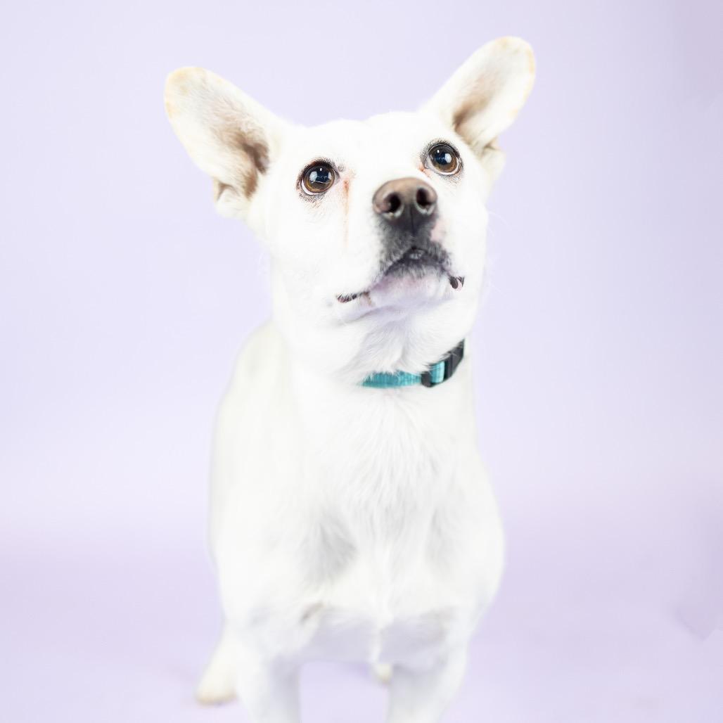 Enlarge Burt, a Adoptable Mixed Breed in Portland, OR image 1/1