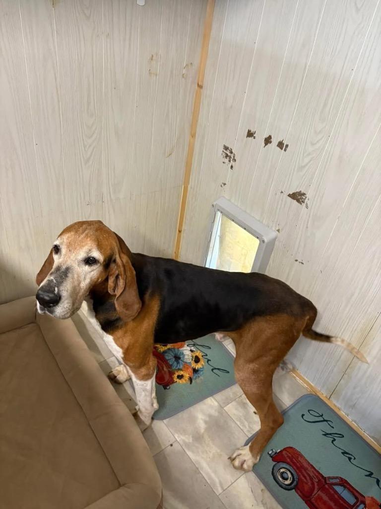Horace, Adopted, Senior Male Hound.