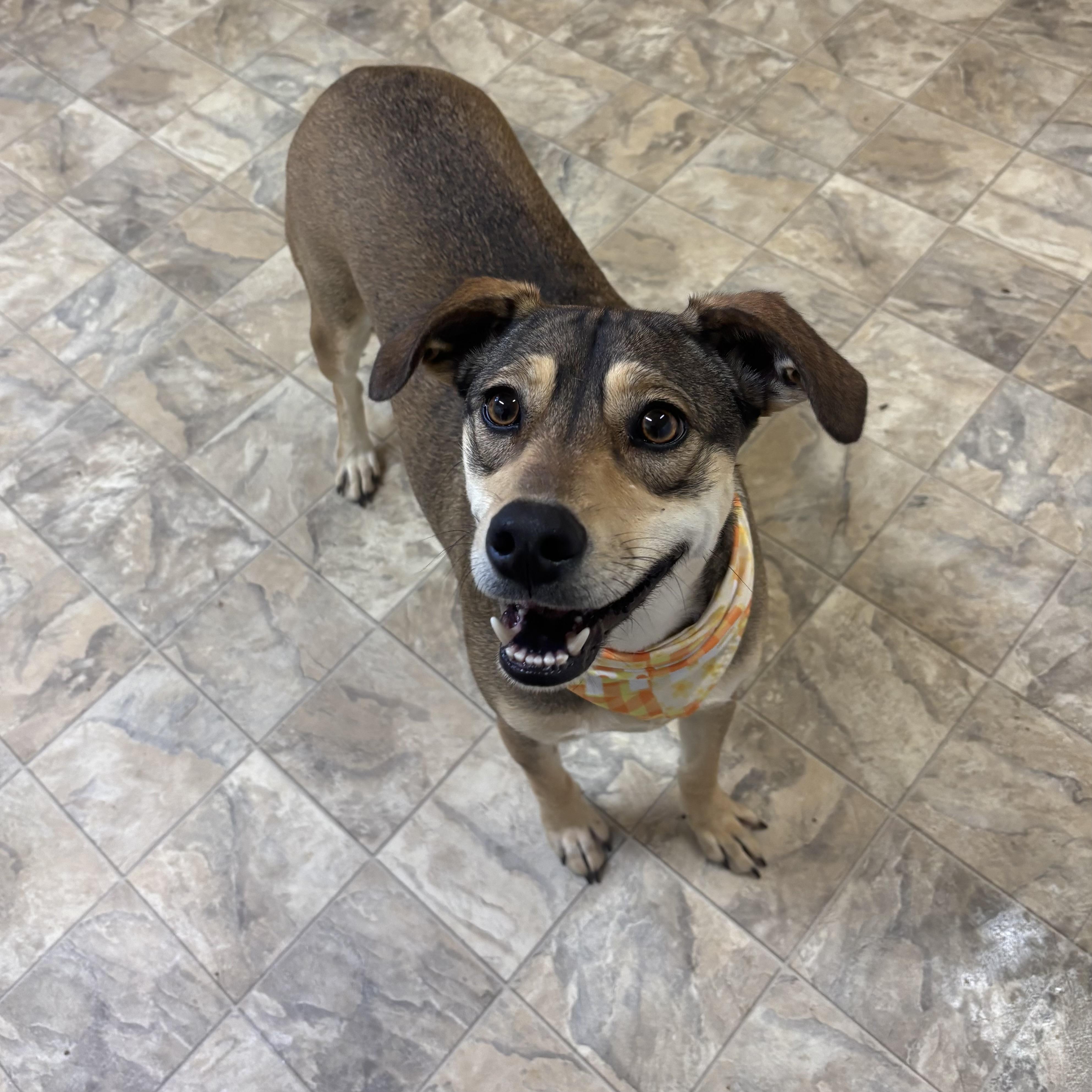 Enlarge Estrella, an adopted mixed breed in Pilot Point, TX image 2/3