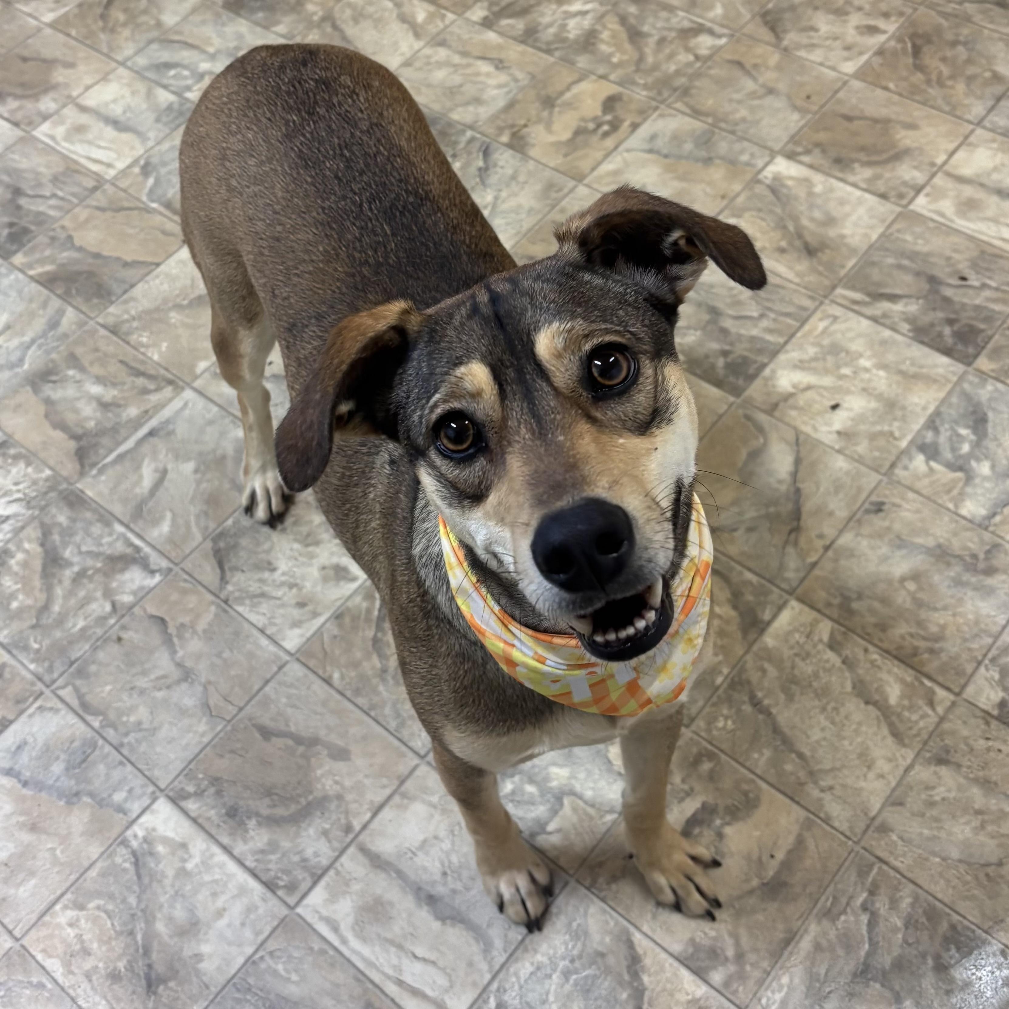 Enlarge Estrella, an adopted mixed breed in Pilot Point, TX image 3/3