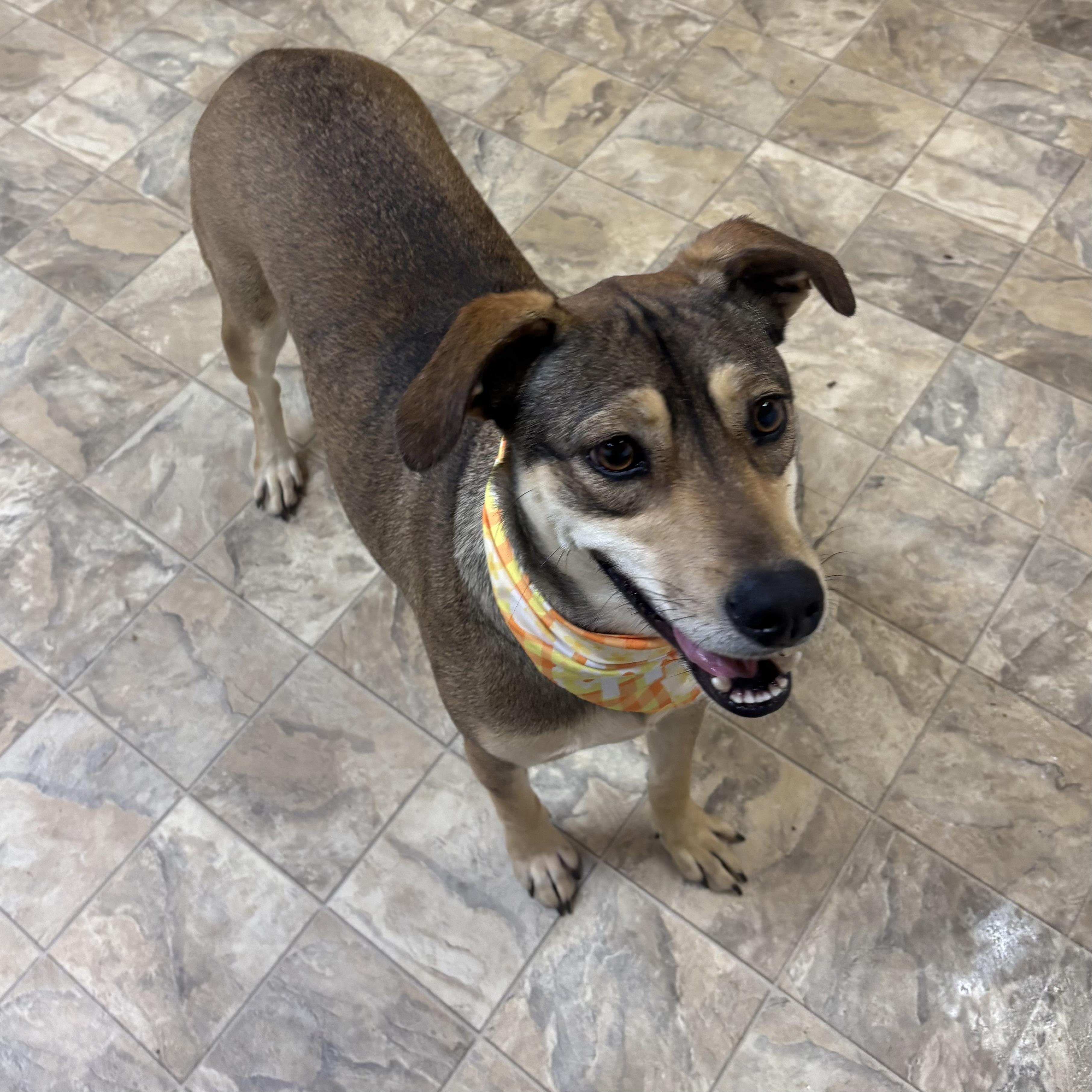 Enlarge Estrella, an adopted mixed breed in Pilot Point, TX image 1/3