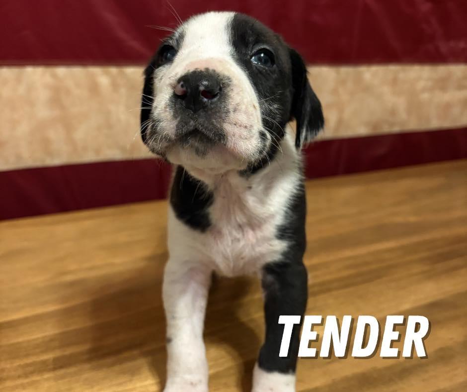 Tender, ADOPTABLE, Puppy Male Mixed Breed.