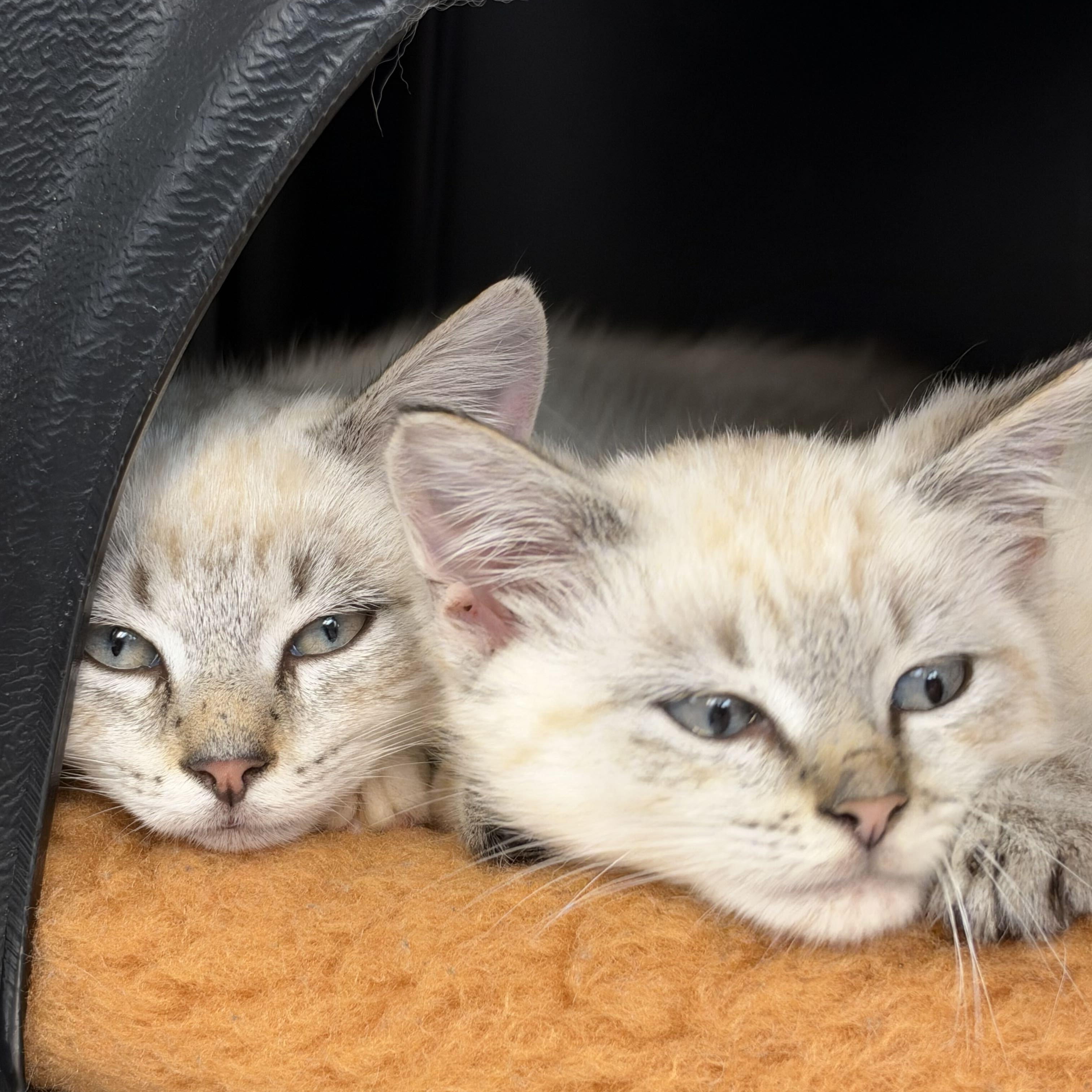 Inky and Clyde (ON ADOPTION HOLD), Adoptable, Kitten Male Domestic Short Hair.